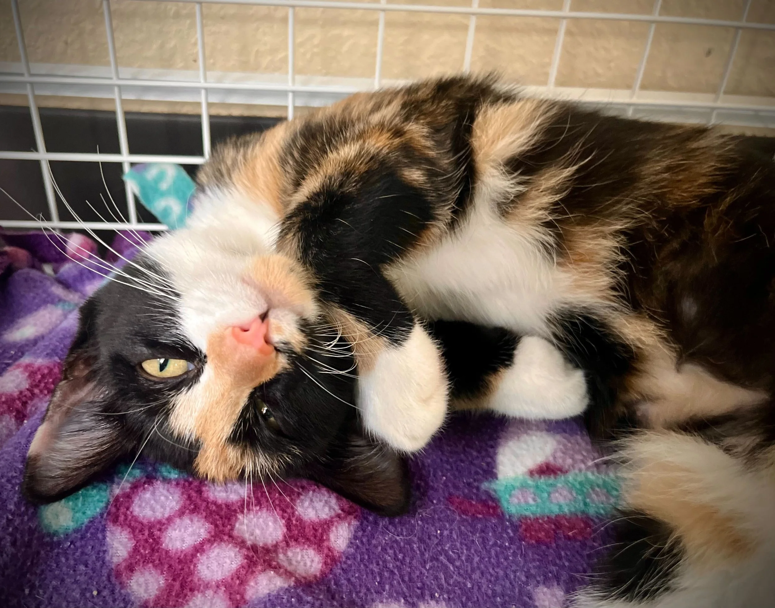 Calico cat lying on purple blanket, playing gently with its paw at Second Chance.