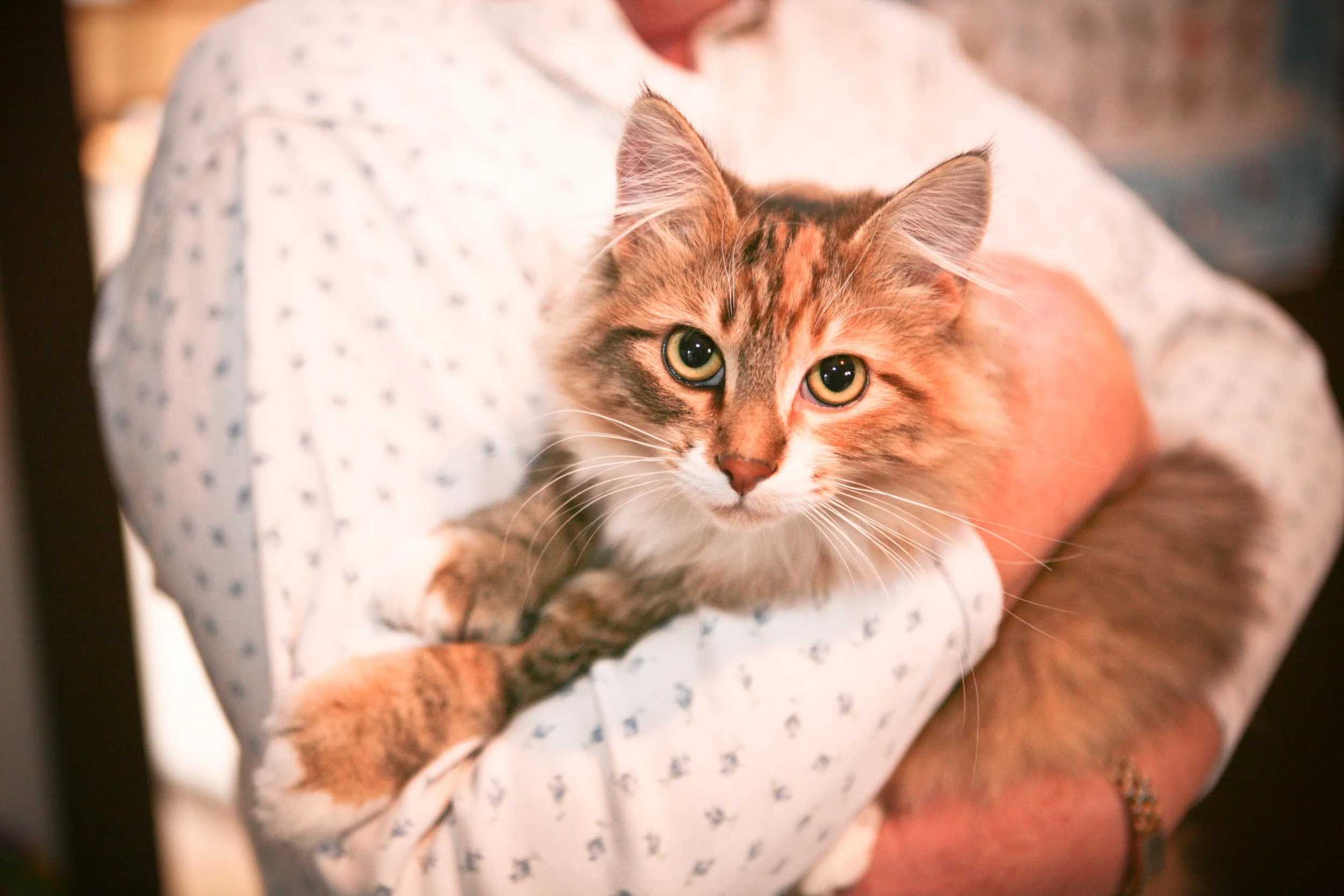 Nucla Vaccine & Microchip Clinic
