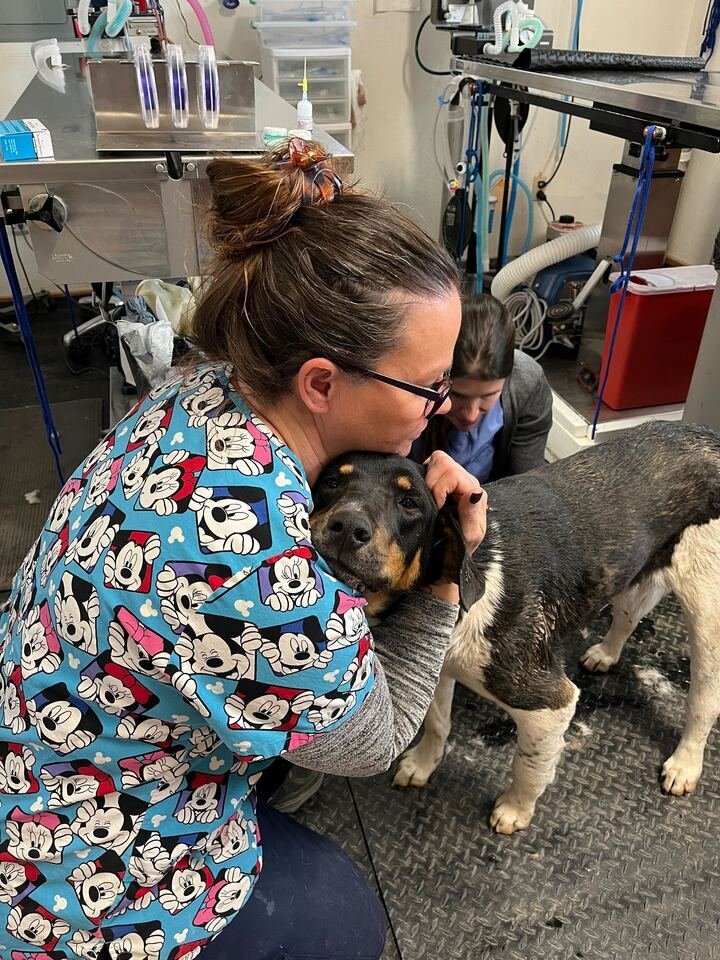 second chance vets intubate a cat