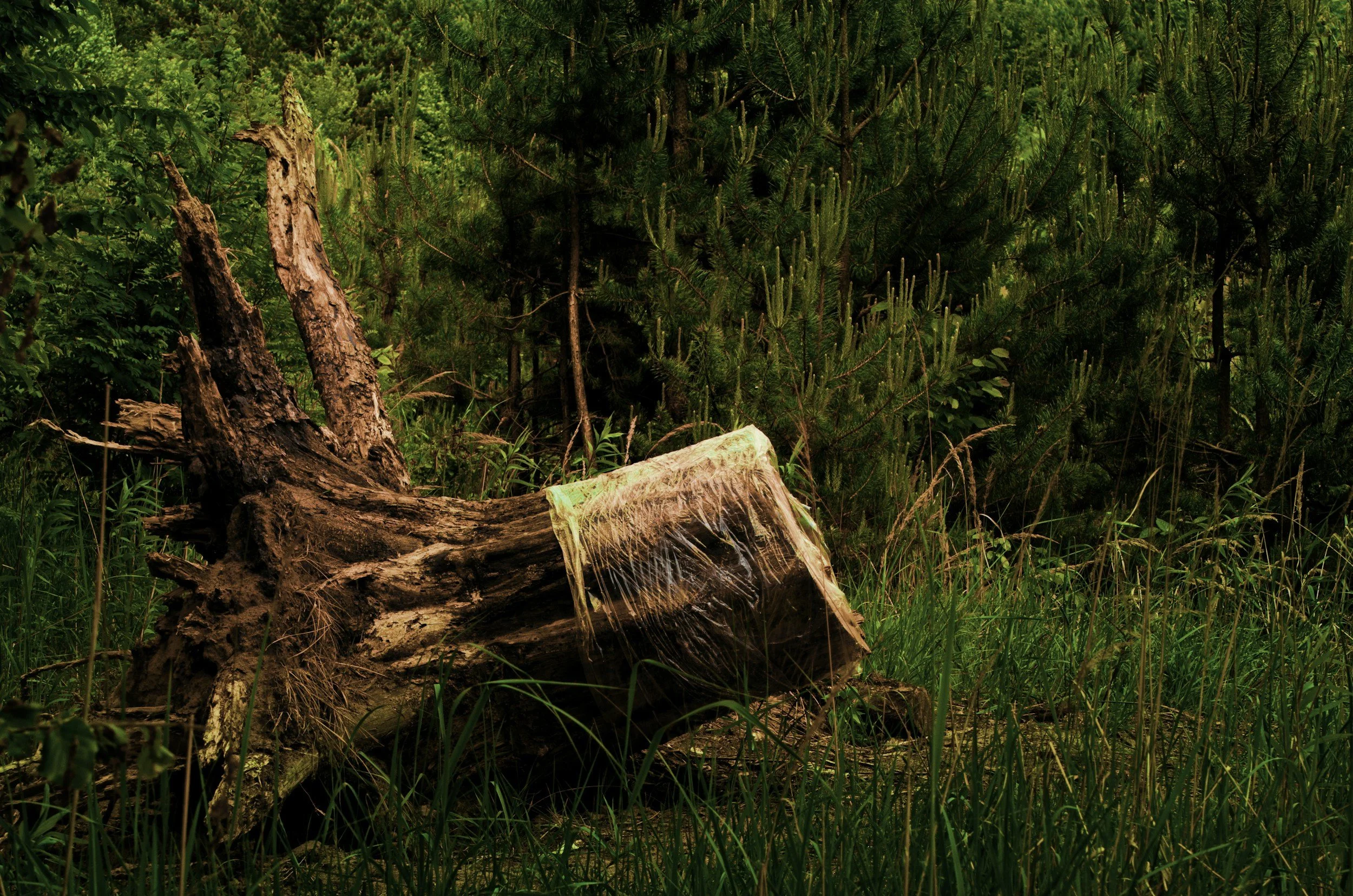Fallen tree trunk and grass clearing showing aftermath of safe, selective tree removal.