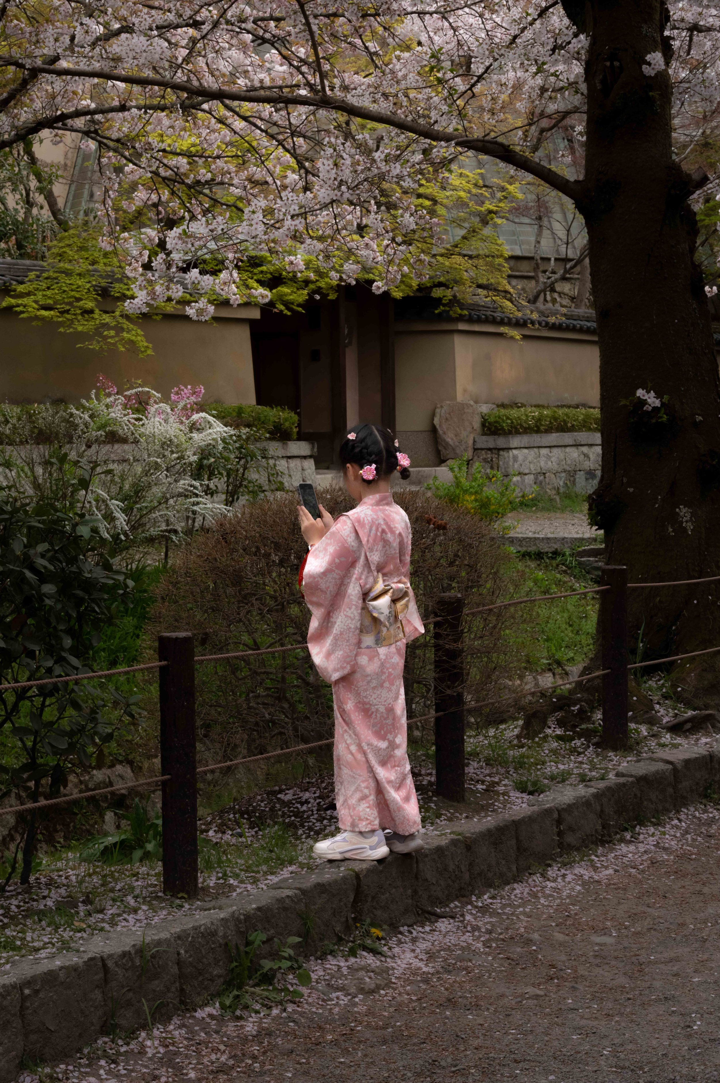 sakura 14.jpg