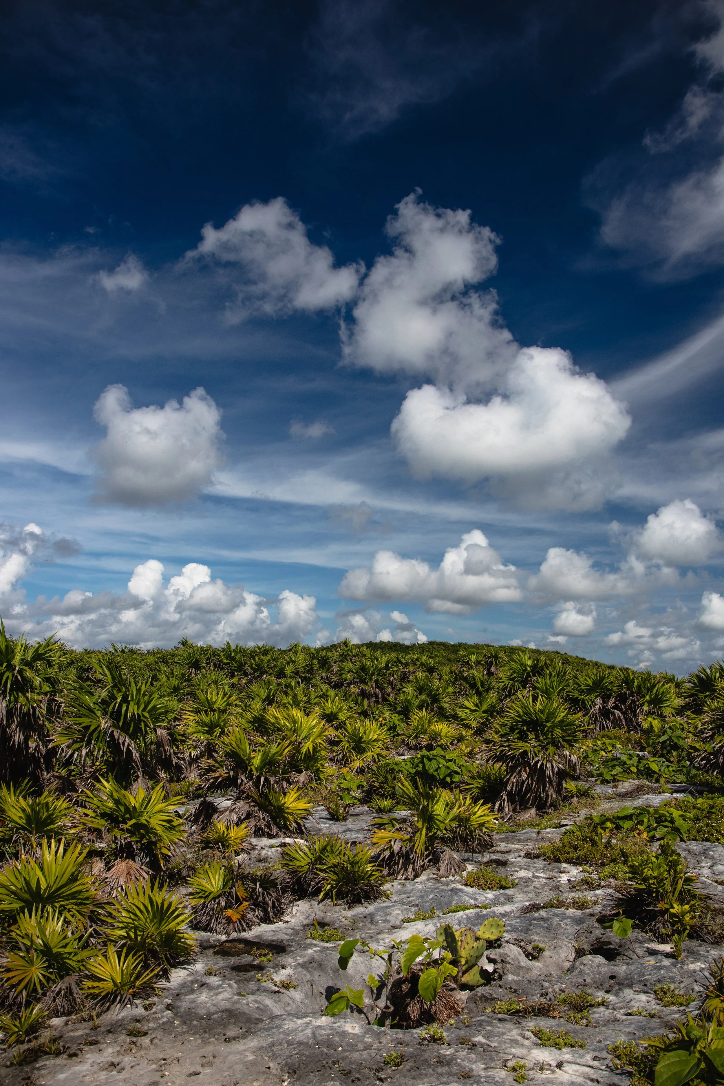 2022 Palmeras y nubes.jpeg