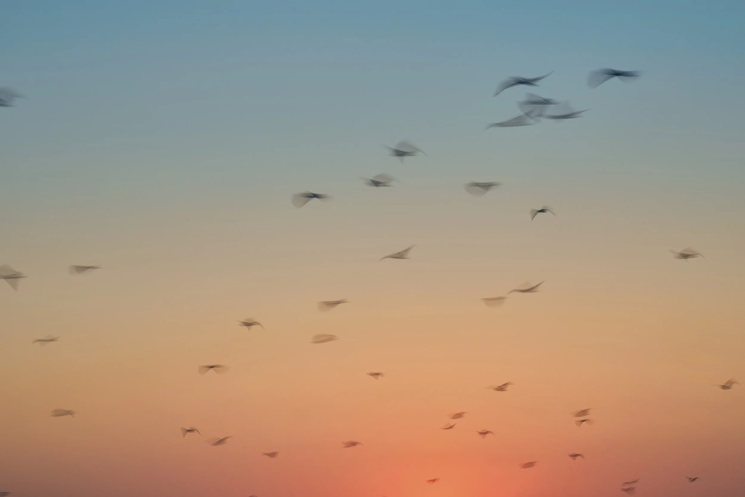 03_Daria-Huxley_Seagulls in Flight.jpeg