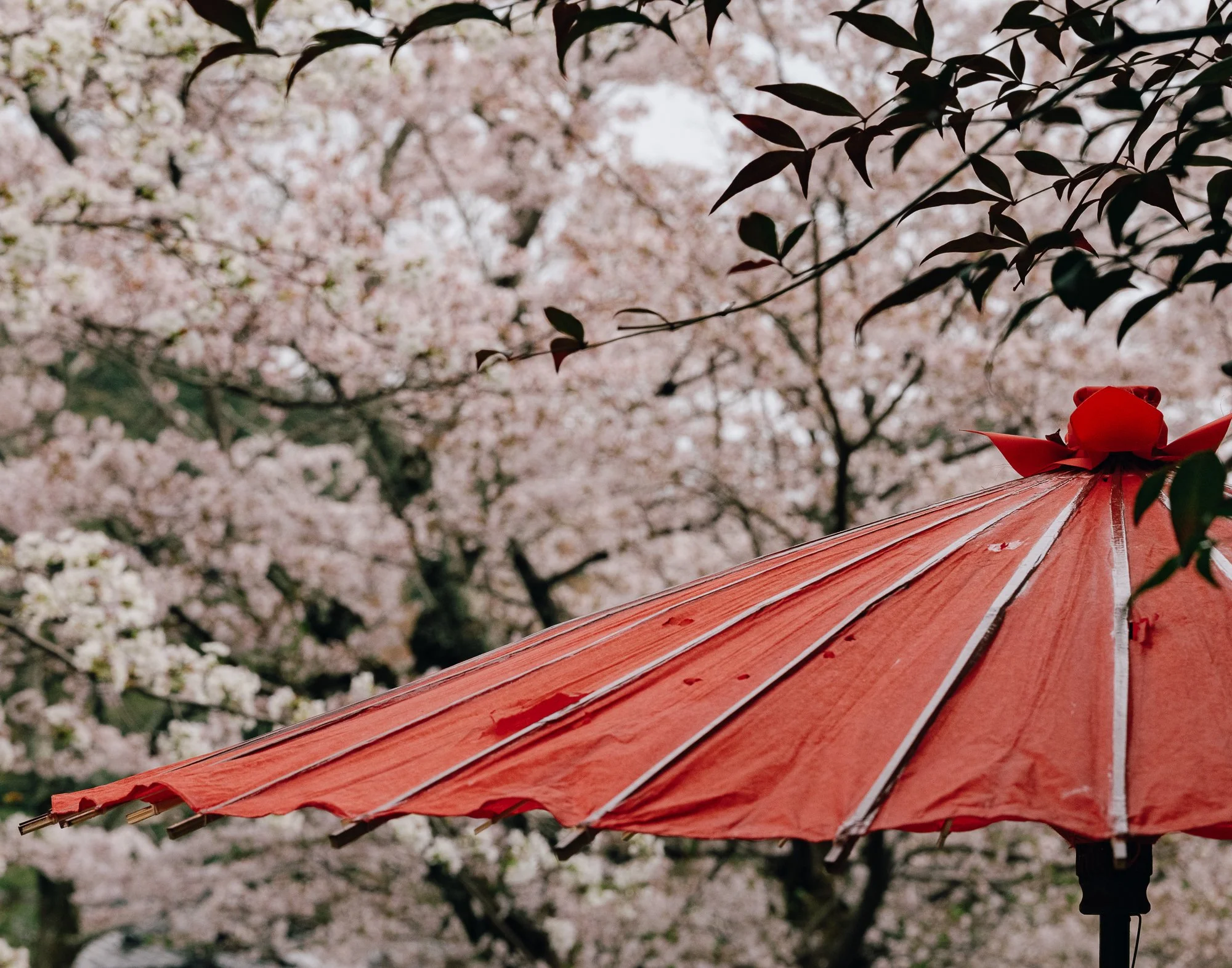 Red Umbrella