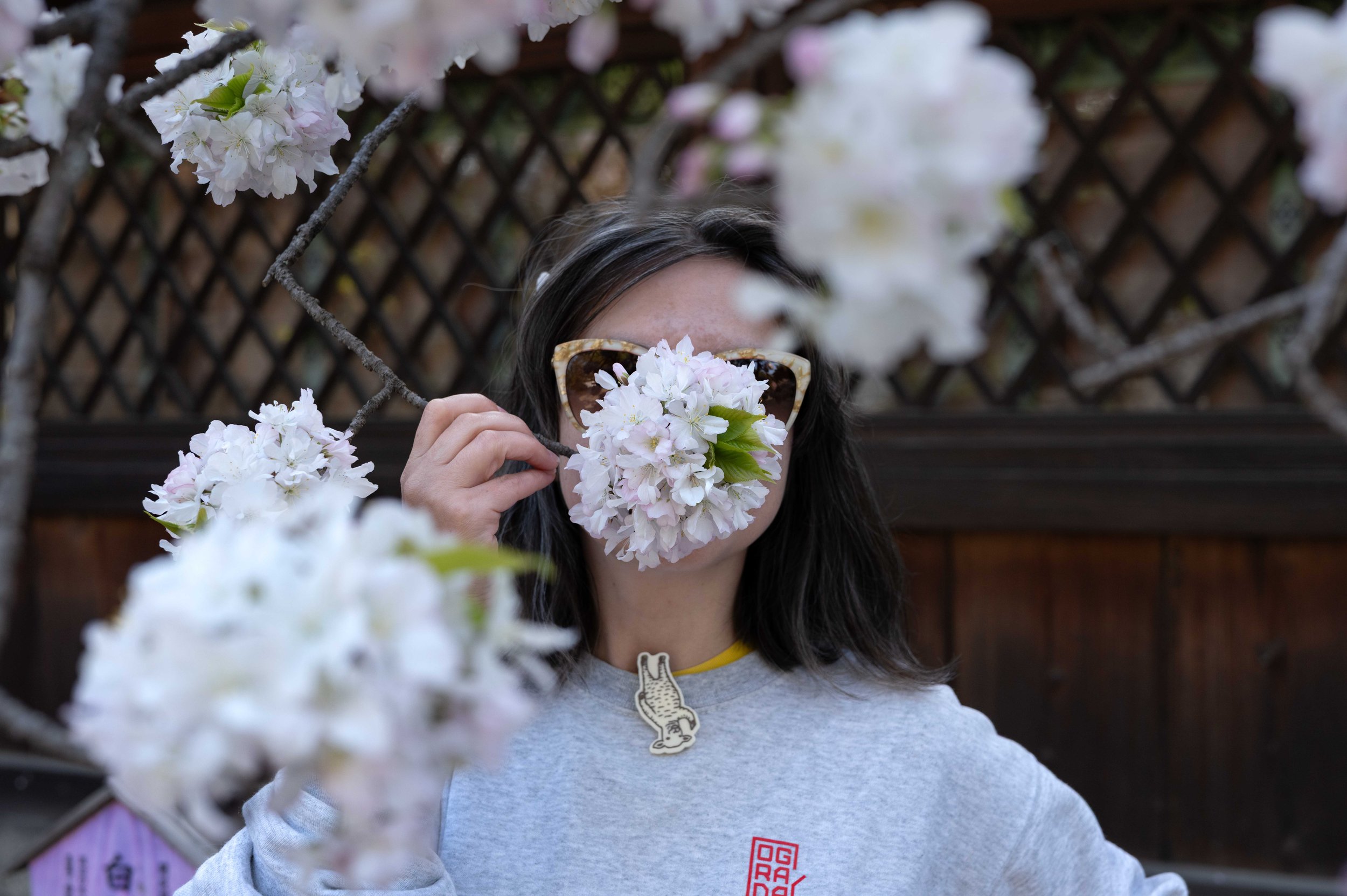 sakura 15.jpg