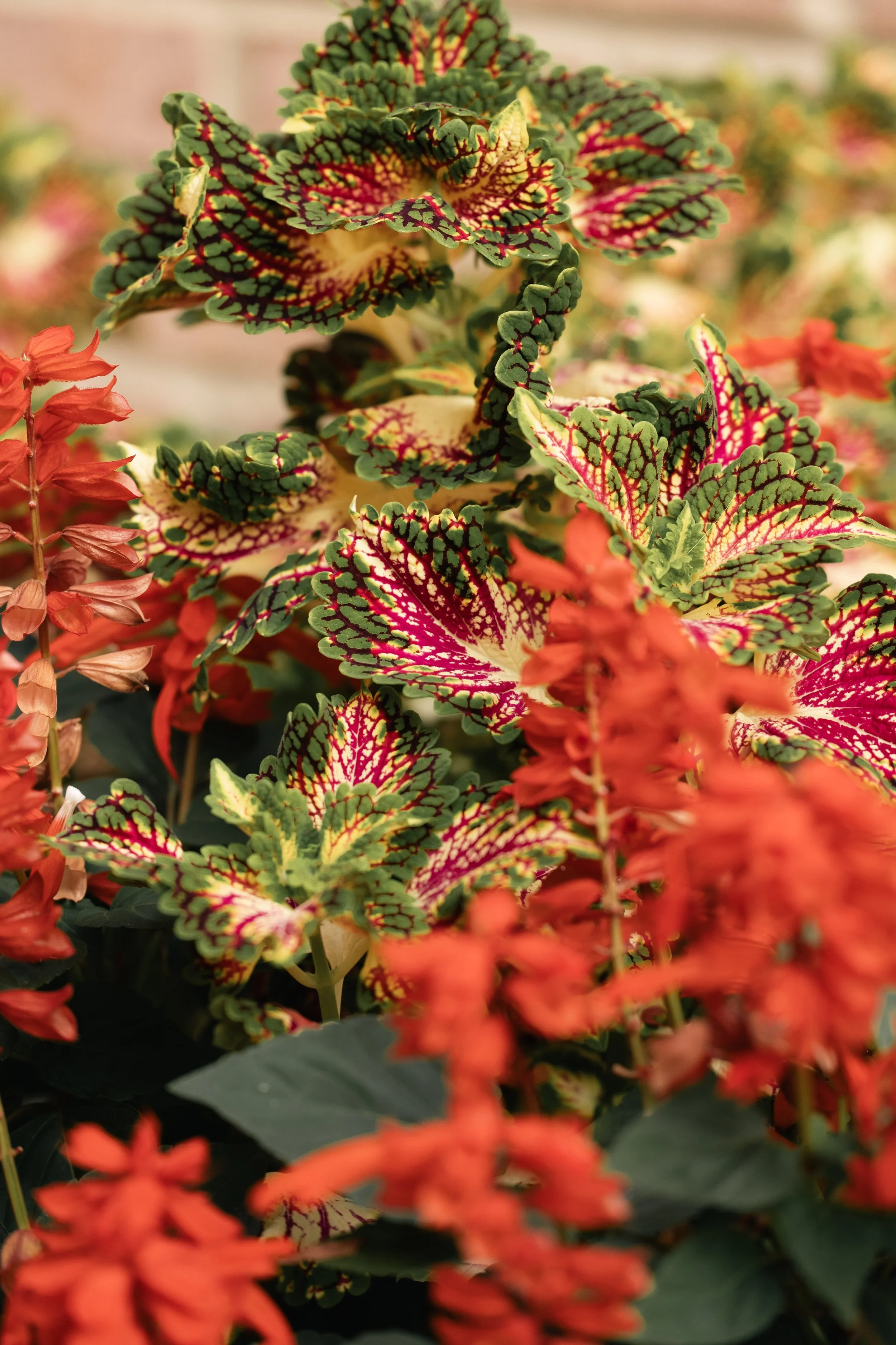 Colorful, patterned leaves with green, yellow, red, and pink hues, surrounded by red flowers.