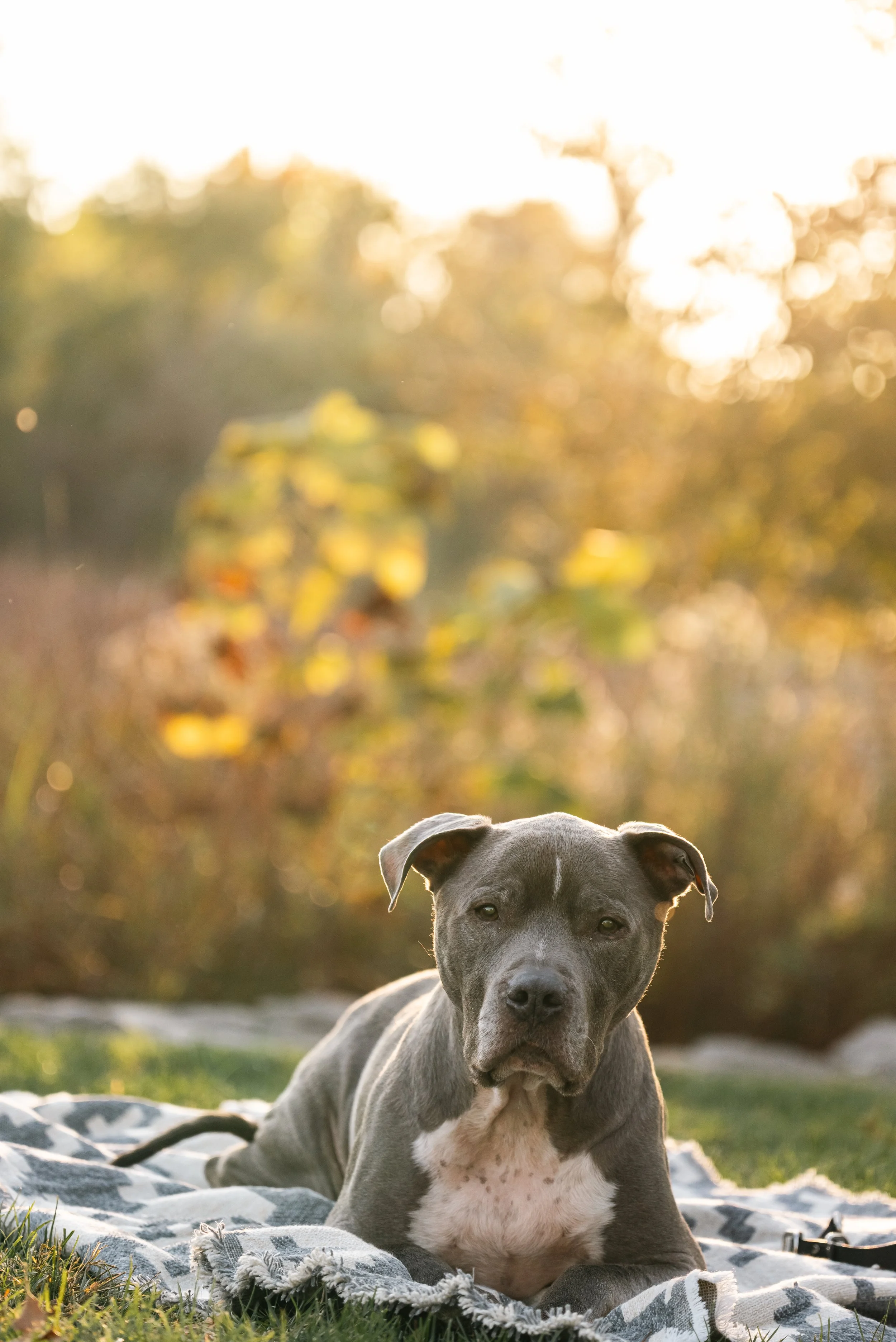 A gray pitbull dog lying on a blanket in a grassy yard during golden hour with an out-of-focus autumn-colored background and trees.