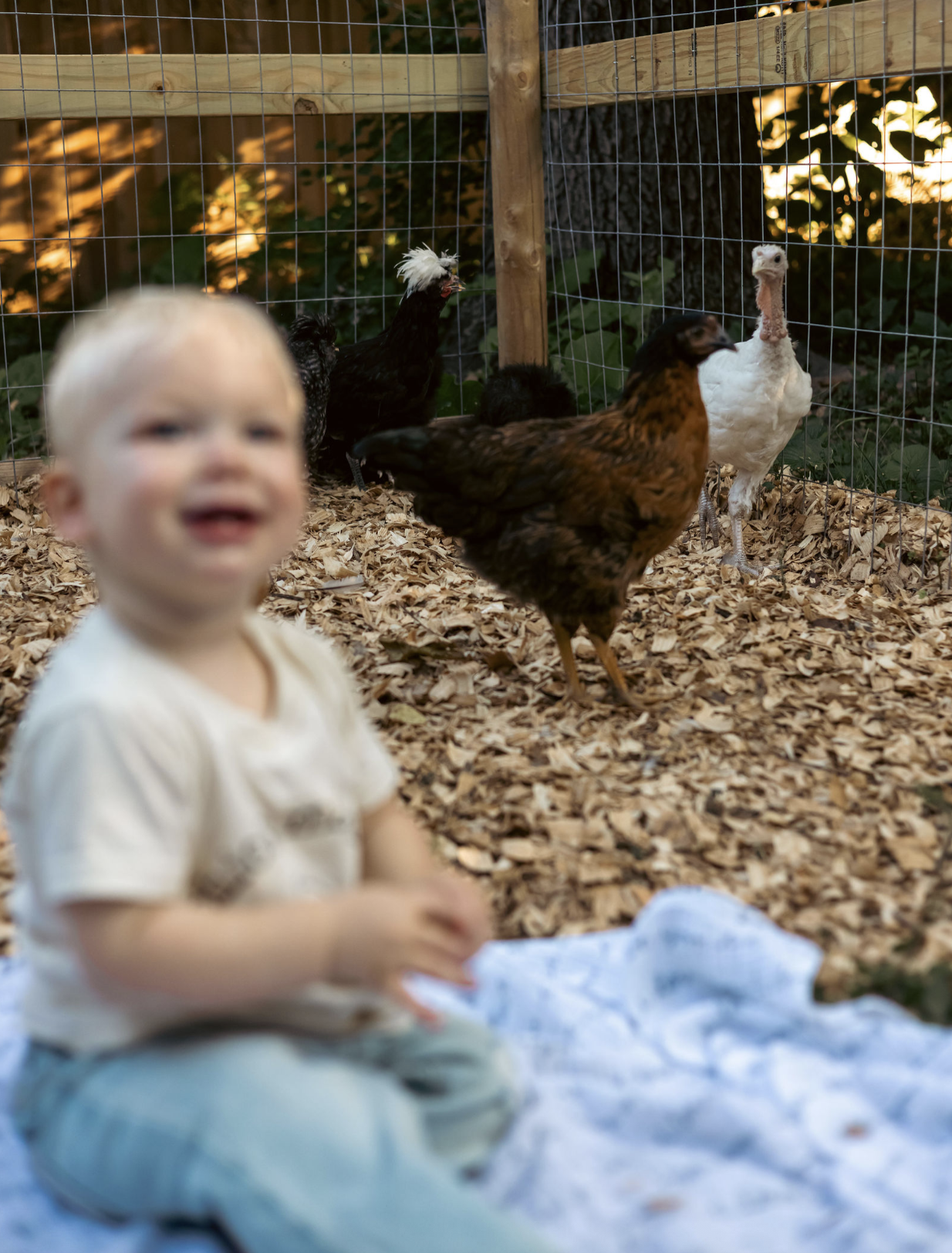 A blurry young child sitting on a blanket in the foreground, with chickens visible in the background inside a fenced area with wood and wire fencing and foliage, during sunset.