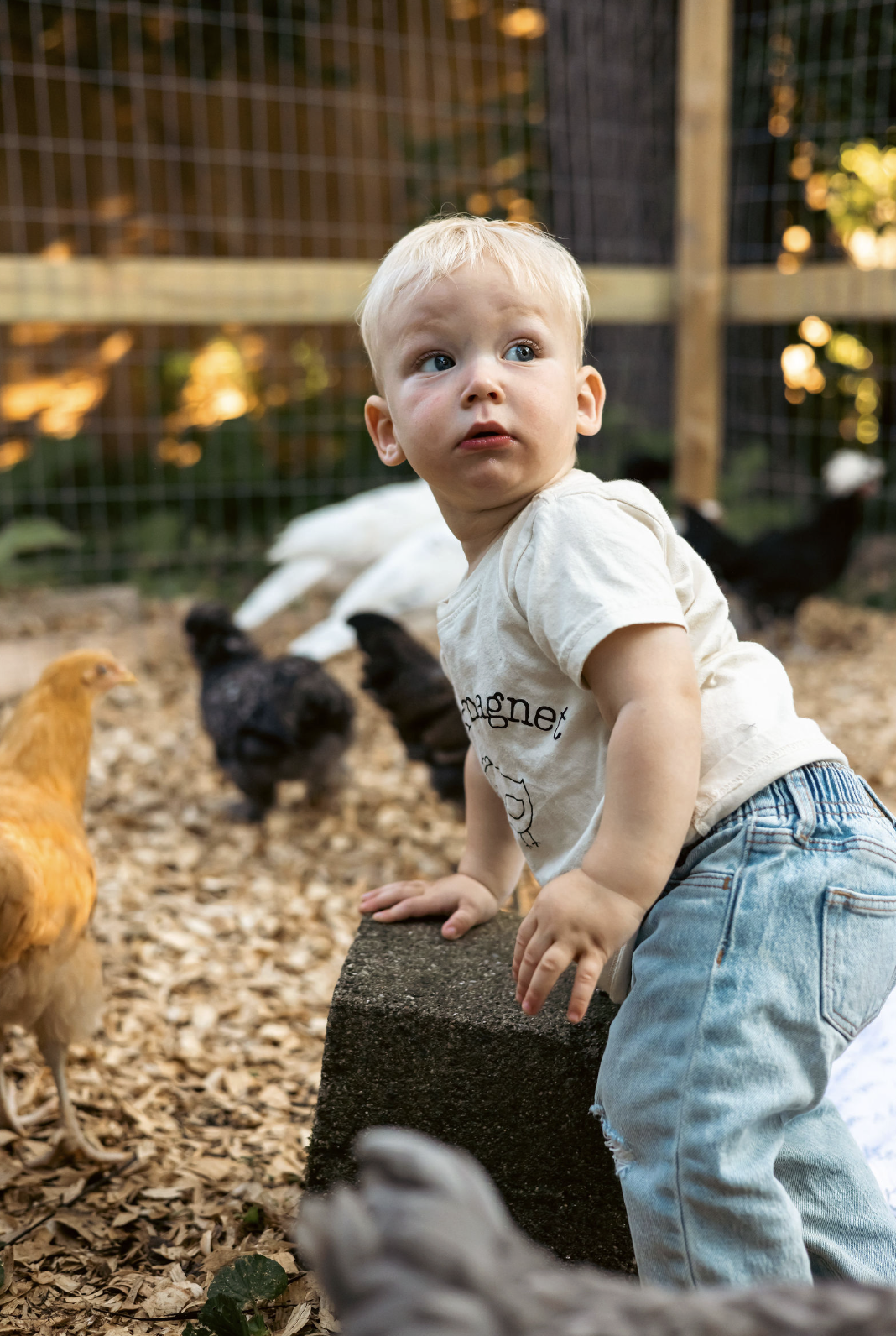 A young boy with blonde hair and blue eyes leaning on a concrete block in a backyard chicken coop, surrounded by chickens of various colors, with a wooden fence in the background.