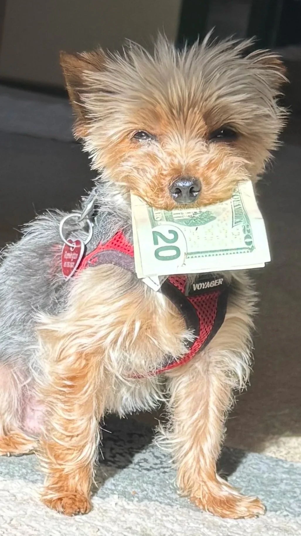 Remi, the dog at Mel's Cuts.
