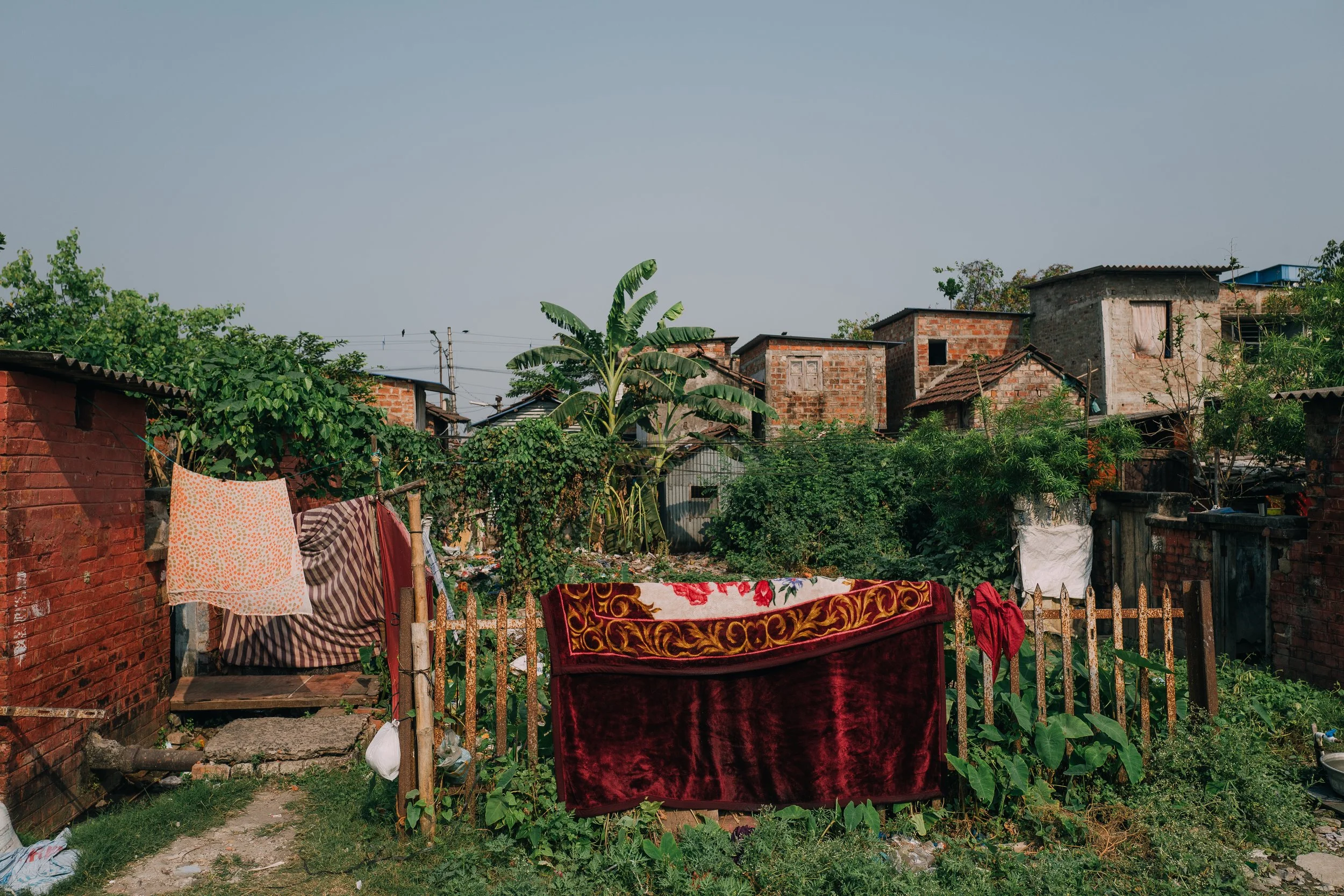 A backyard in an urban area with laundry hanging on a clothesline, old brick houses in the background, and green foliage, including a banana plant, during daytime.