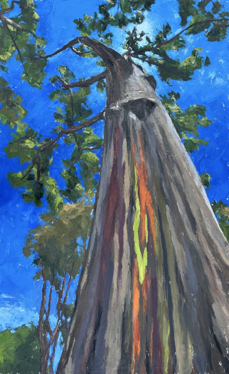 Rainbow Eucalyptus*