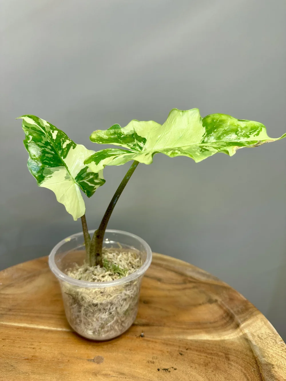 Alocasia Variegated Albo Portodora (a/k/a "Portora")  MILD TO WILD STUDIO
