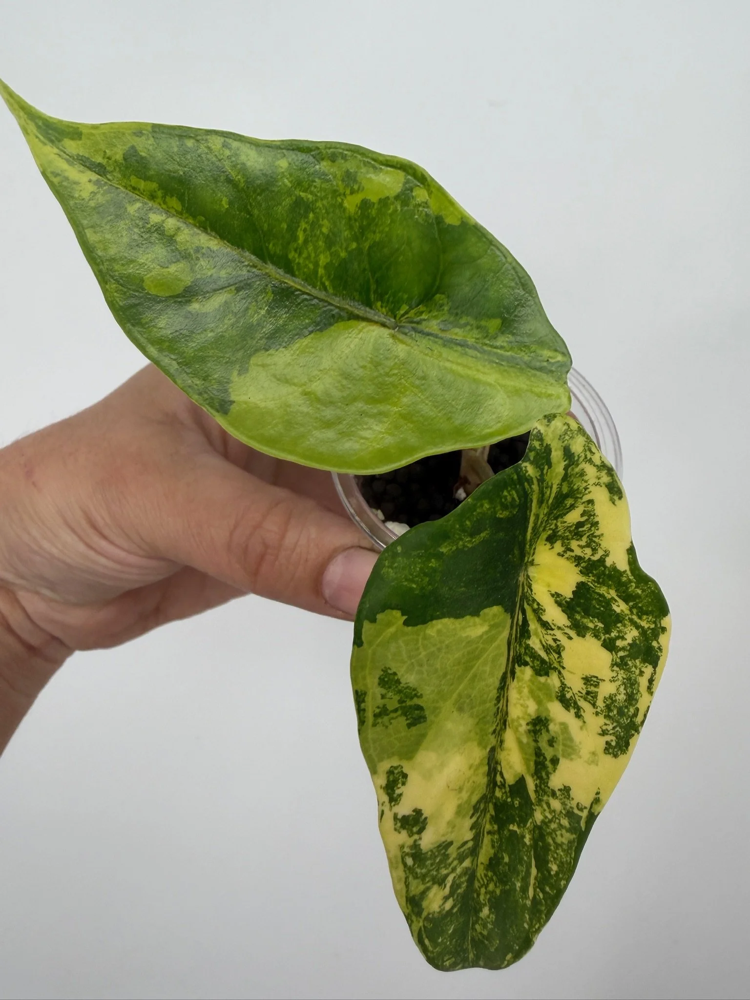 Alocasia Dragon Wing Aurea Variegated