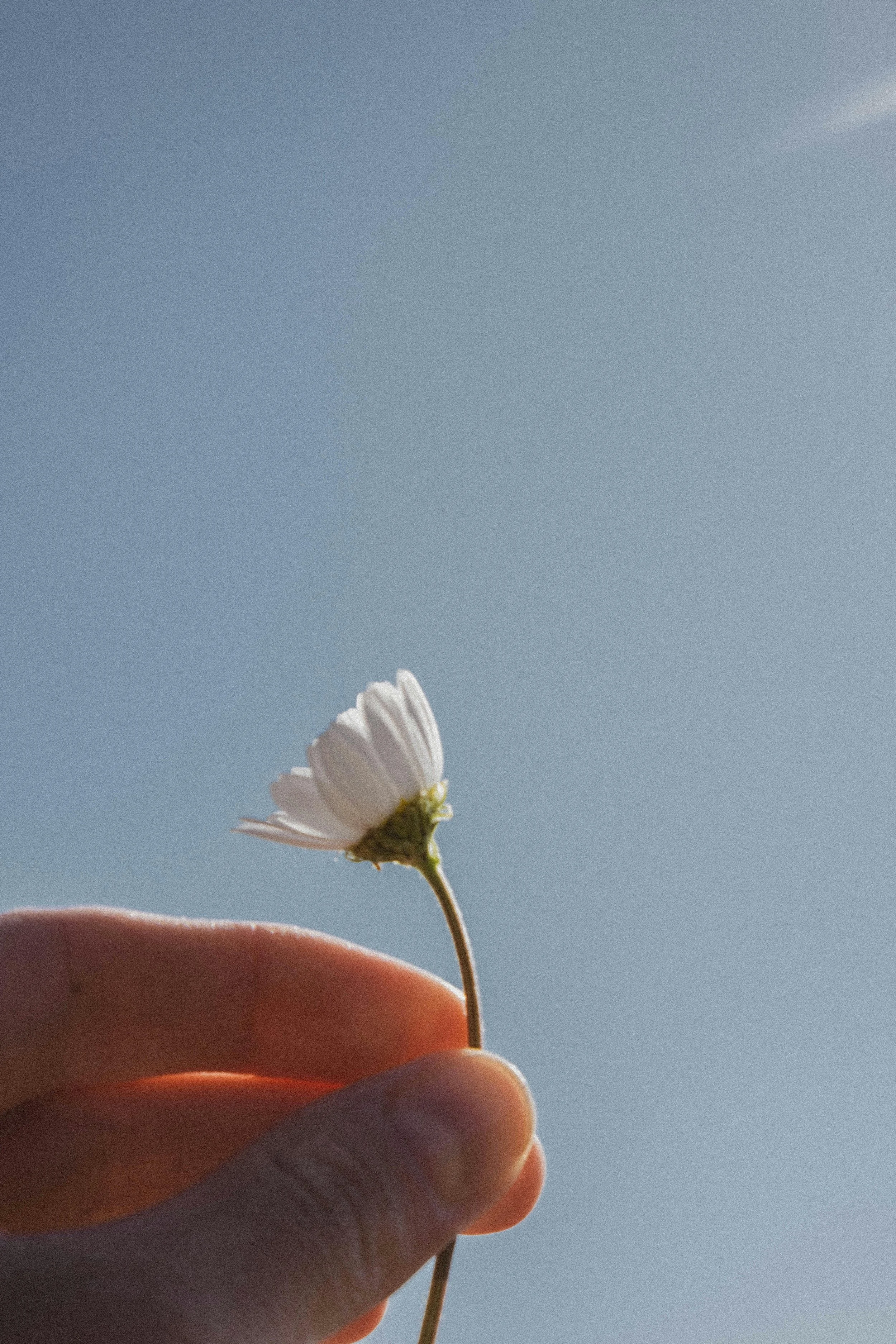 Human hand holding a small white flower against a blue sky background.