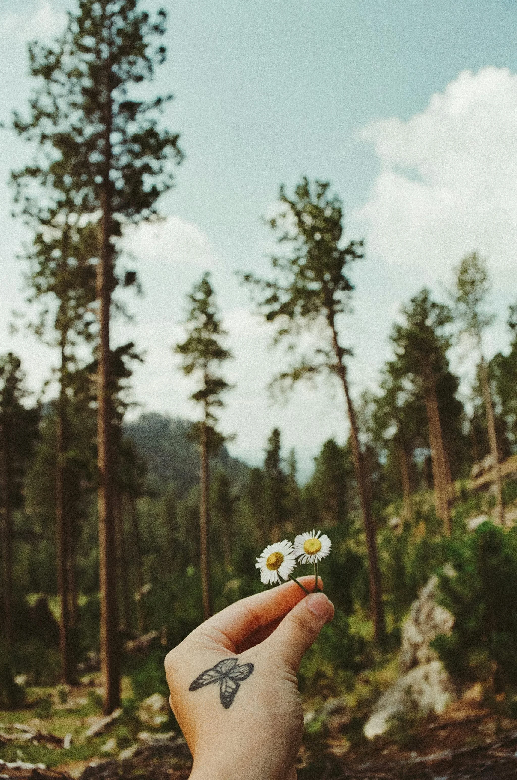 Hand holding three daisies with a tattoo of a butterfly on the finger, in a forest with tall trees and a blue sky with some clouds.