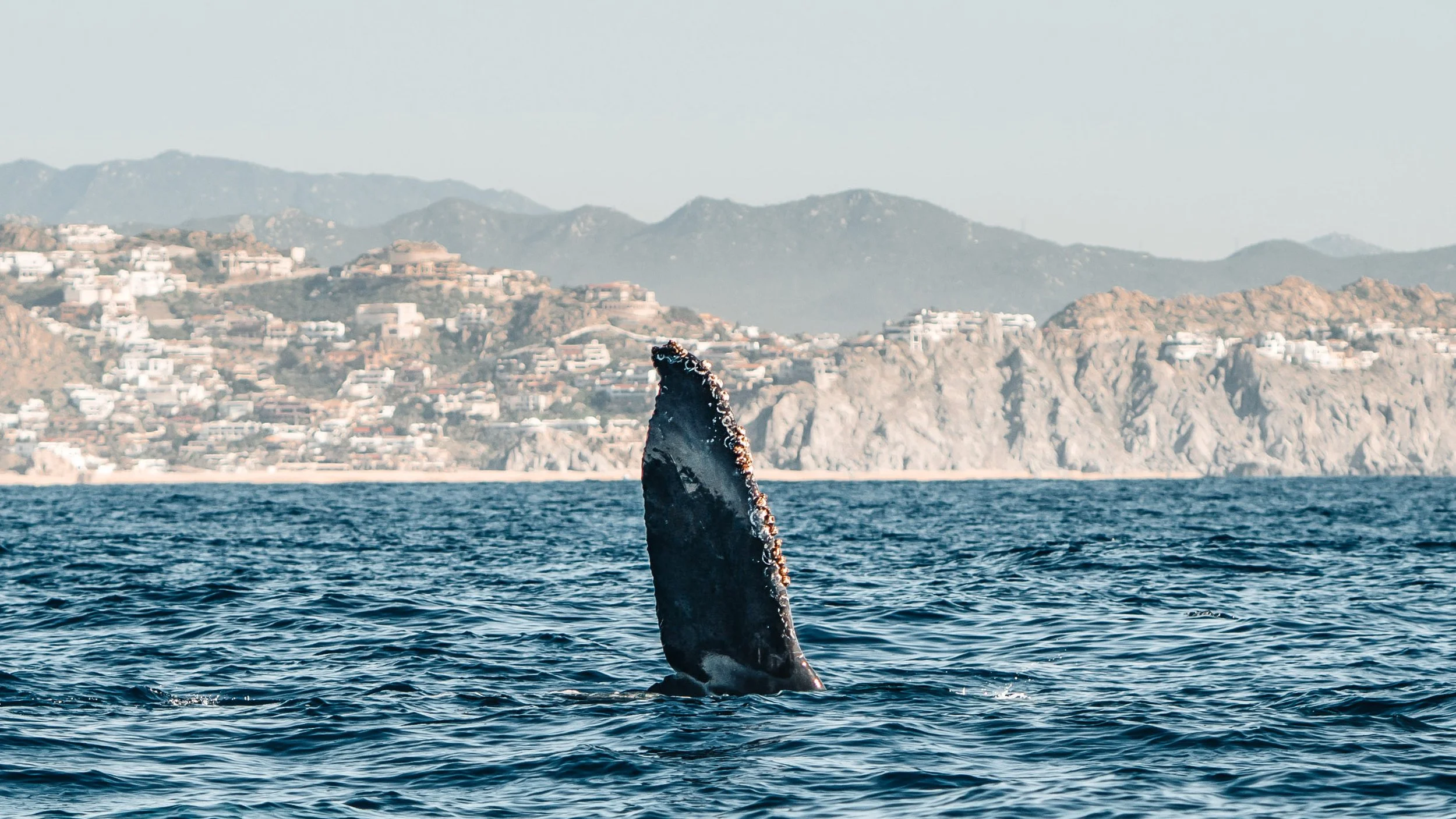 Whale Watching in Los Cabos