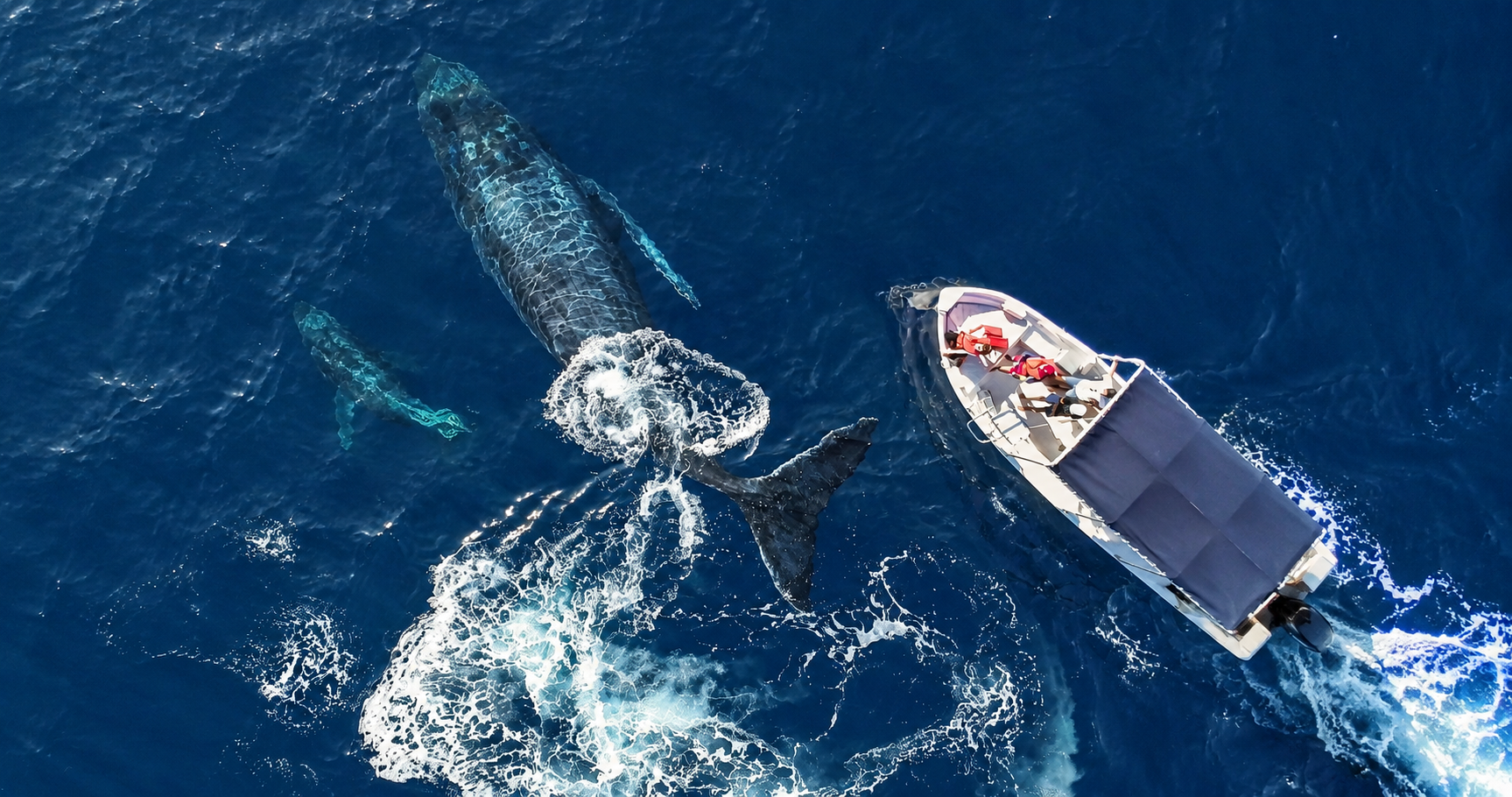 Whale Season in Cabo: Experience the Whales of Baja