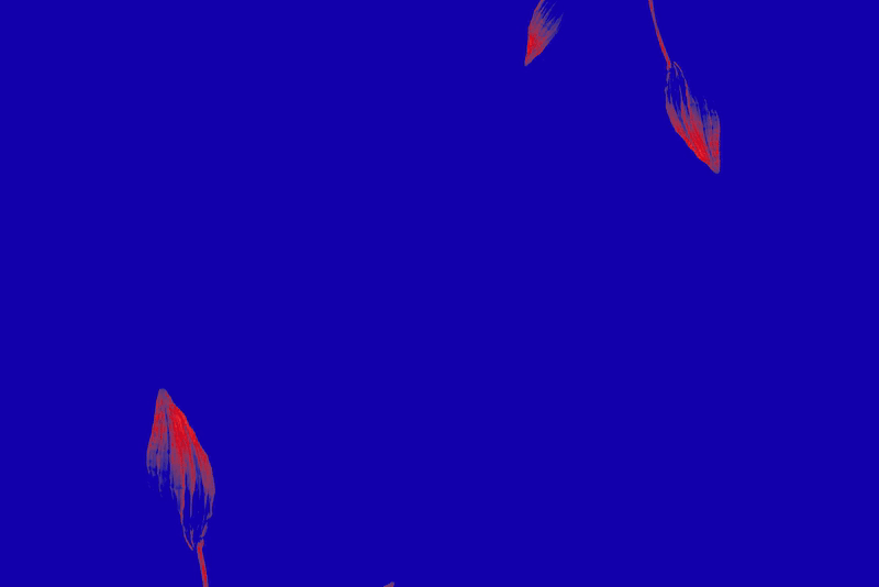 Concert Rebrand - Animation