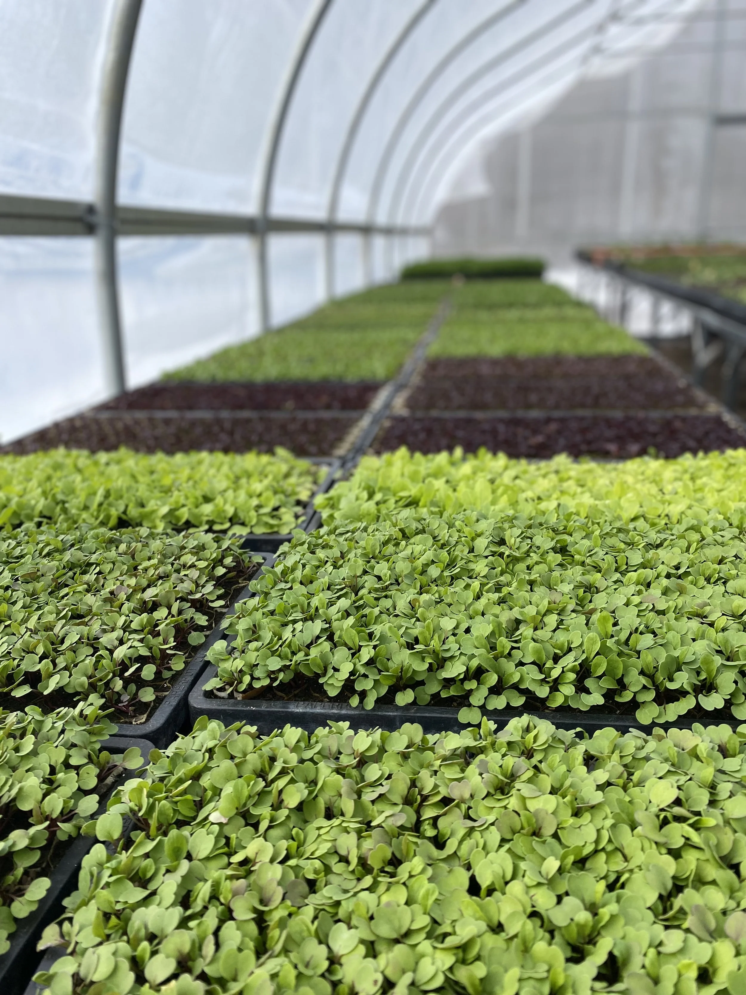 Various sprouts and microgreens inside a greenhouse at Lovin' Mama Farm.