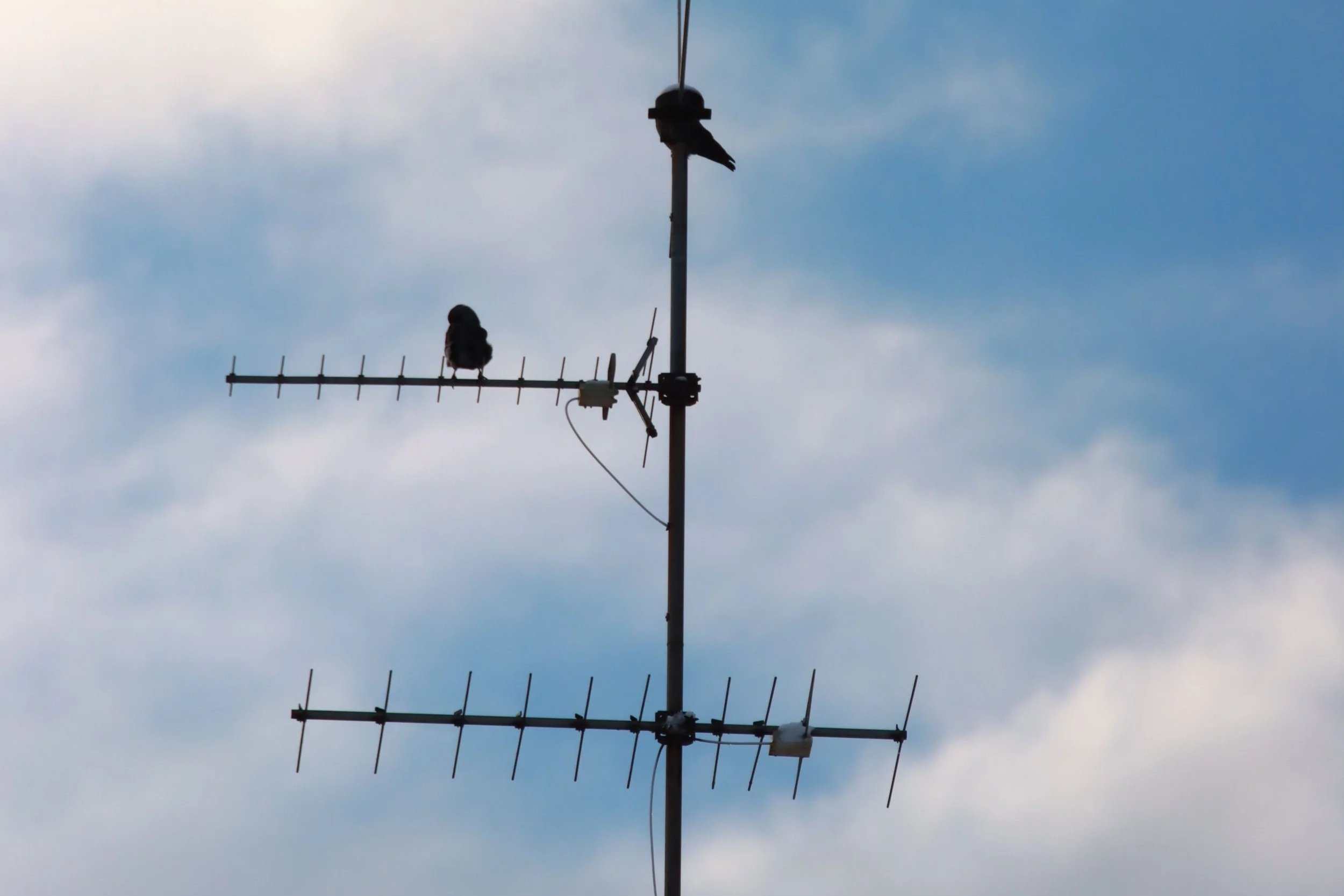 Tracking the Wild: Inside Strawberry Fields’ Motus Station