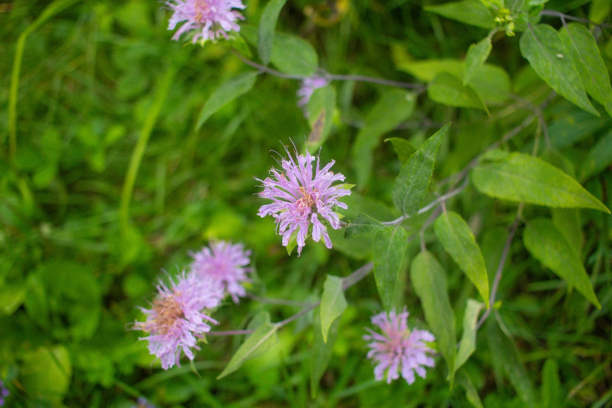 Wild beebalm in the forest.