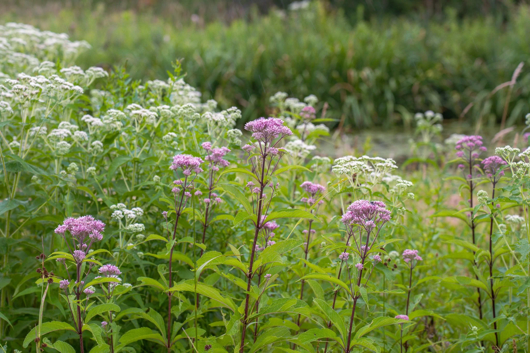 Wildflowers like Joe Pie Weed blooming by the ponds of the Strawberry Fields Nature Preserve.