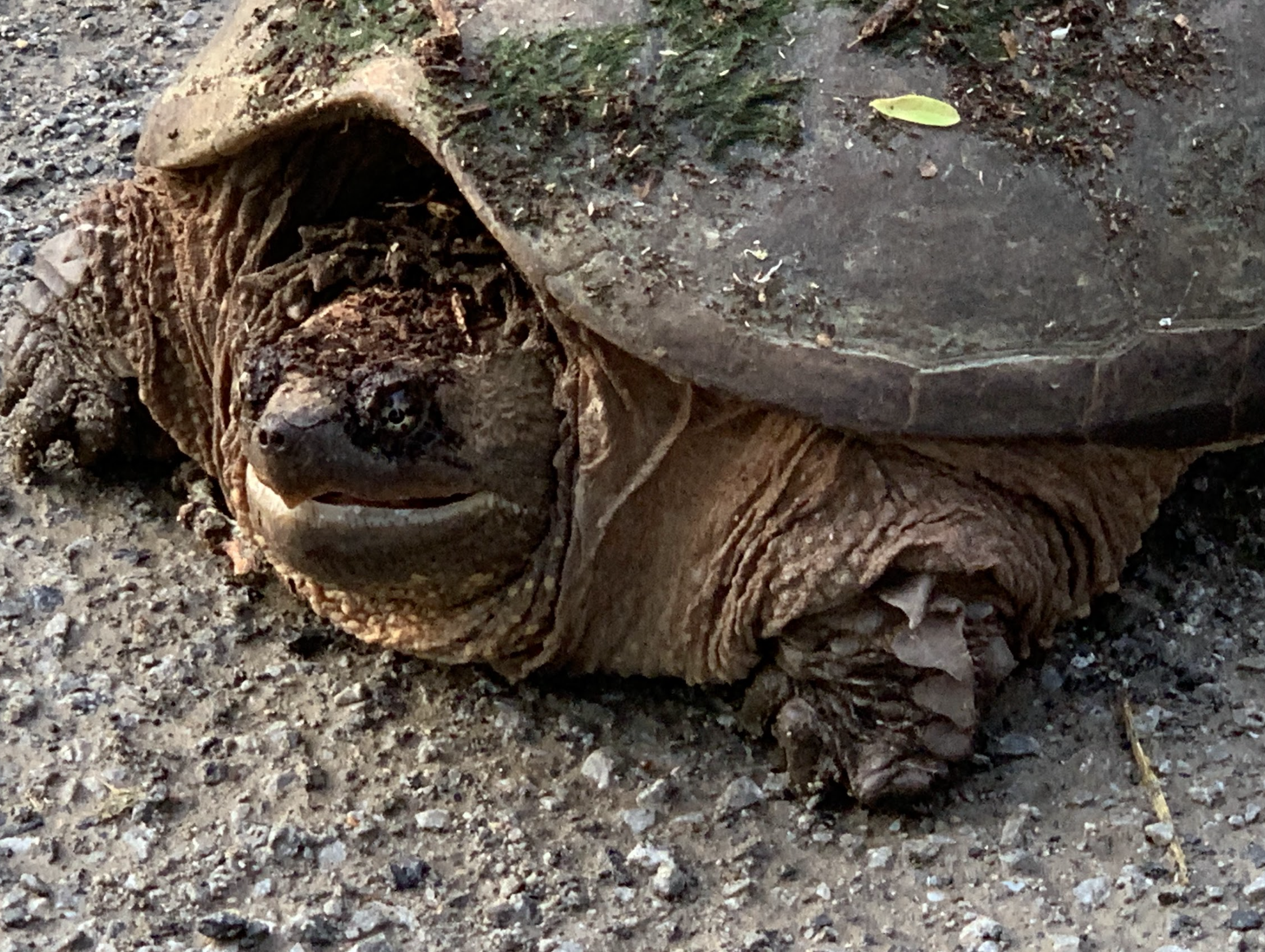 A close-up of a big snapping turtle.