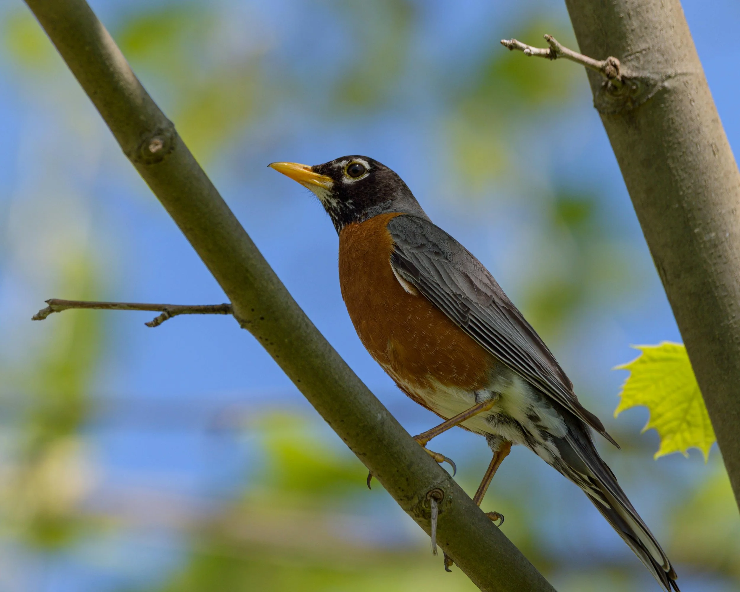 A close-up of an American robin perching on a tree branch.