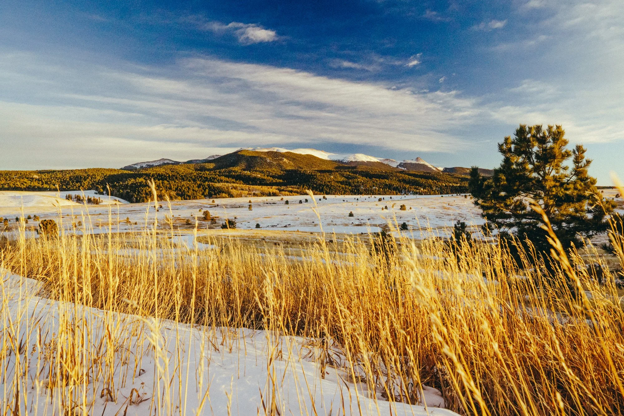 A snowy landscape with tall golden grass in the foreground, a few scattered trees, and a mountain range with snow-capped peaks under a partly cloudy sky.