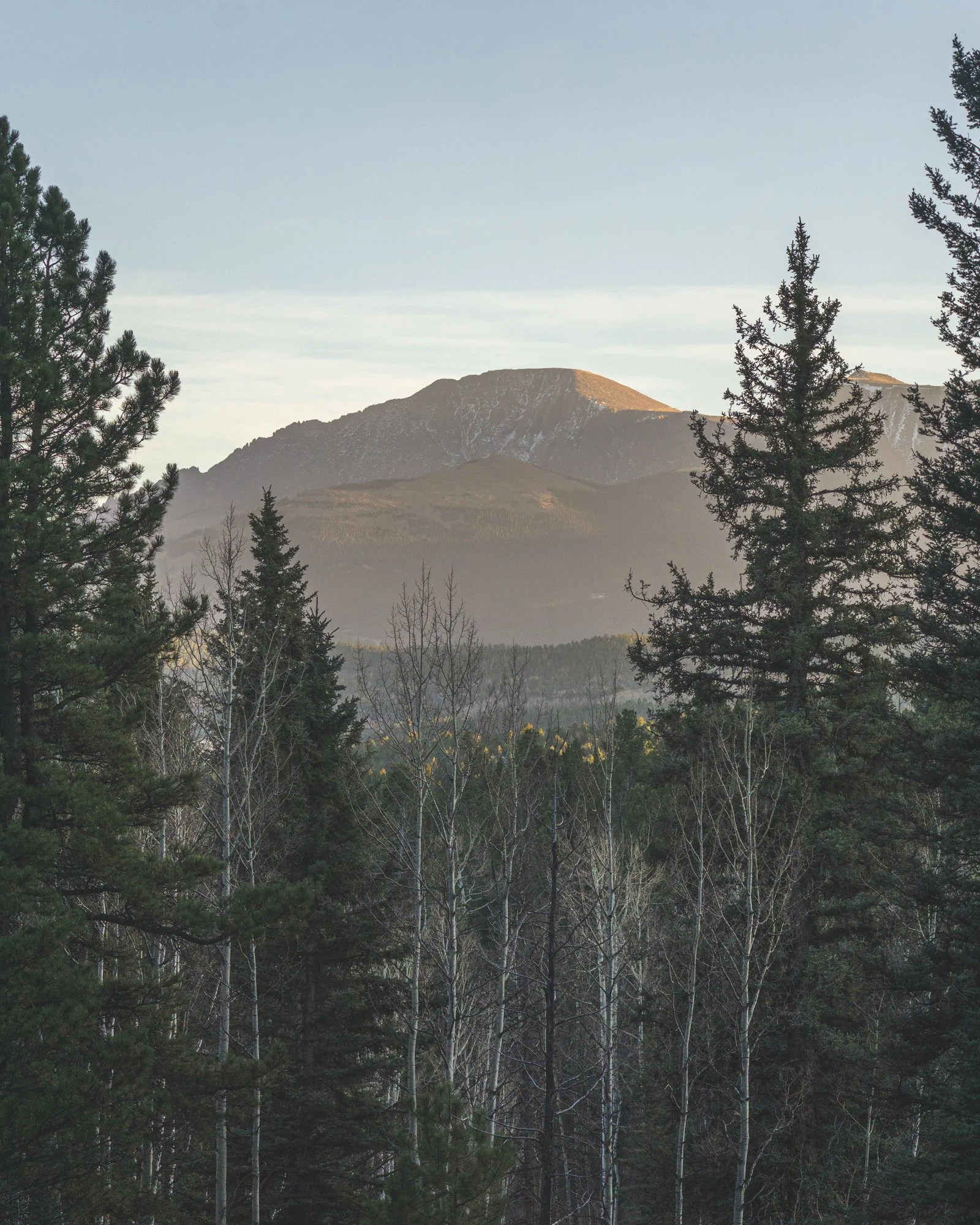 A landscape of a forest with evergreen and leafless trees, mountain in the background, and a clear sky.