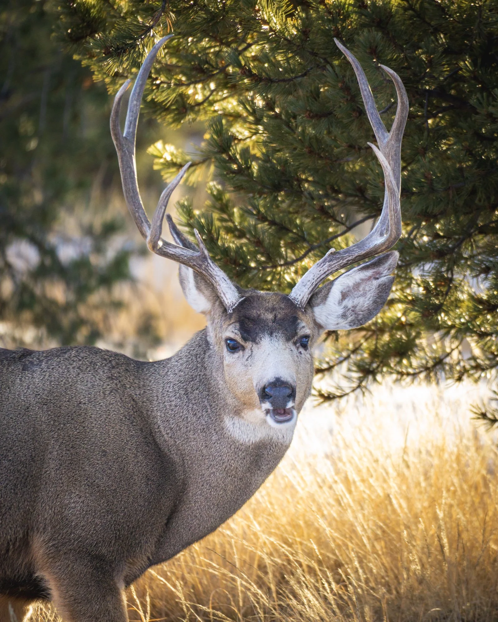 A deer with large antlers standing in a grassy area next to a pine tree.