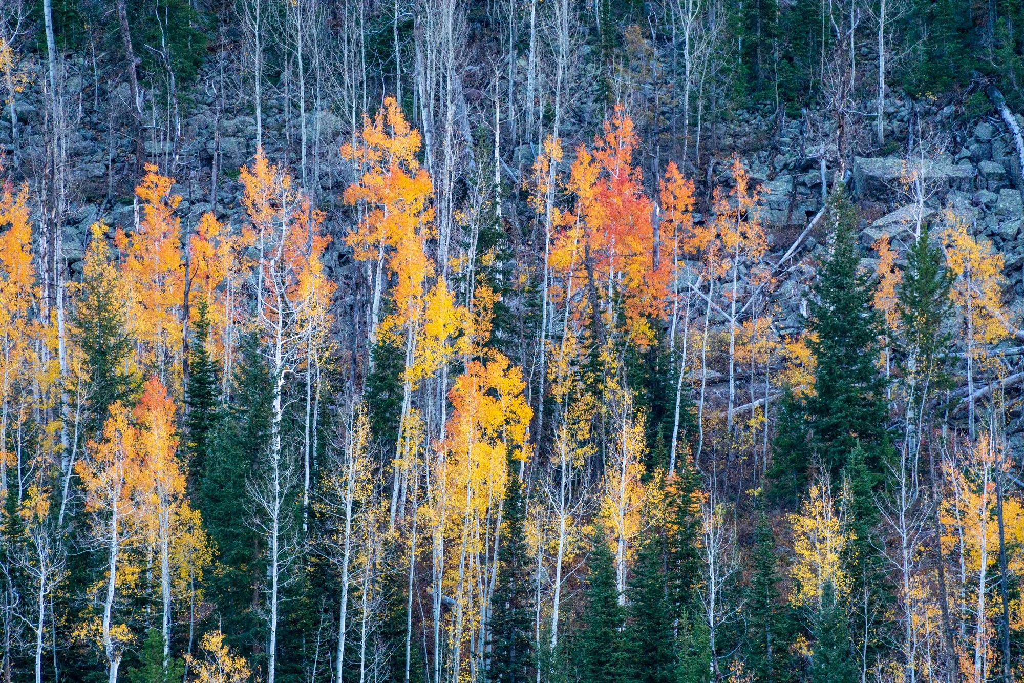 Colorful autumn forest with orange, yellow, and green trees on a rocky hillside.