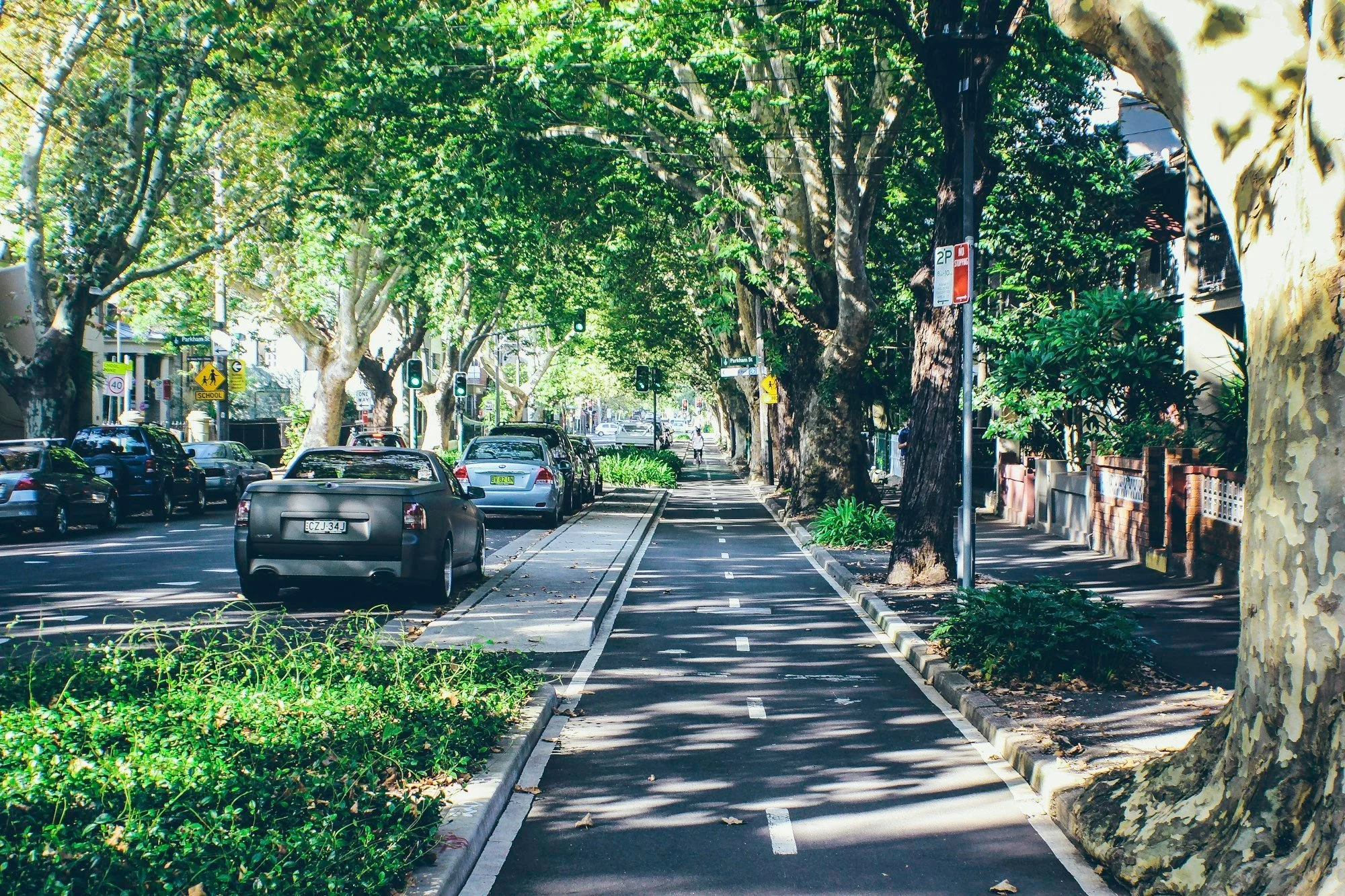 Tree-lined suburban street with mature canopy trees