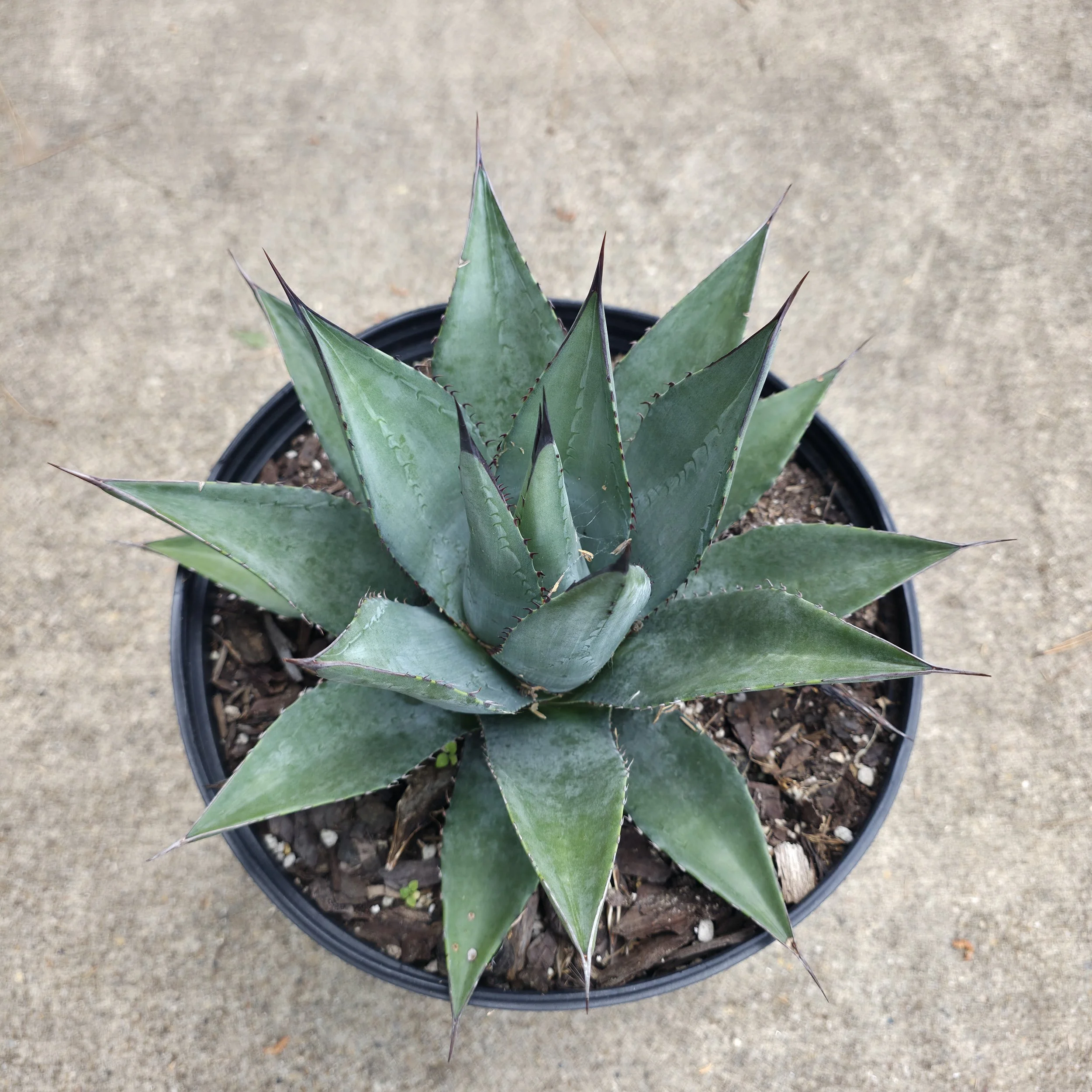 3g "Sho’ Time" Hybrid Agave