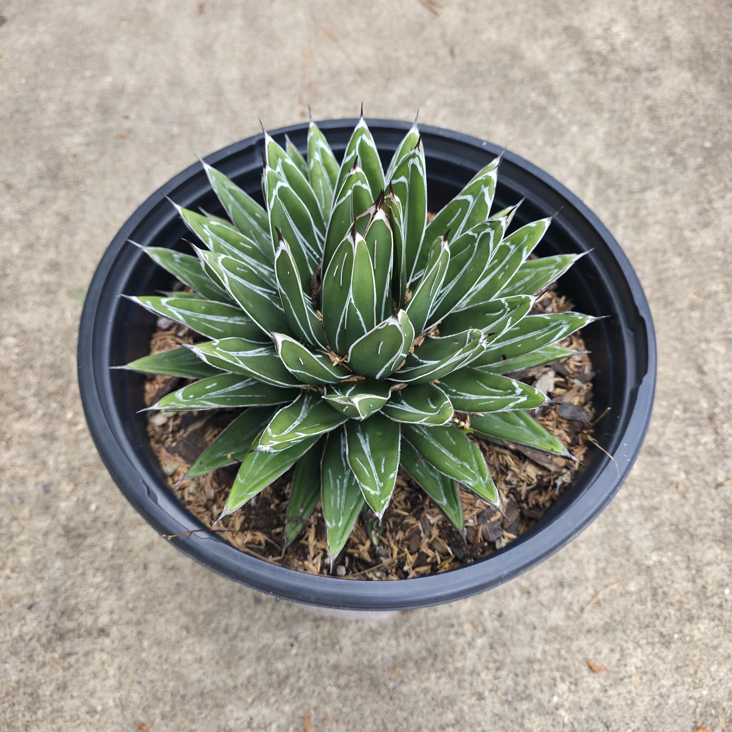 3g "Queen Victoria" Agave