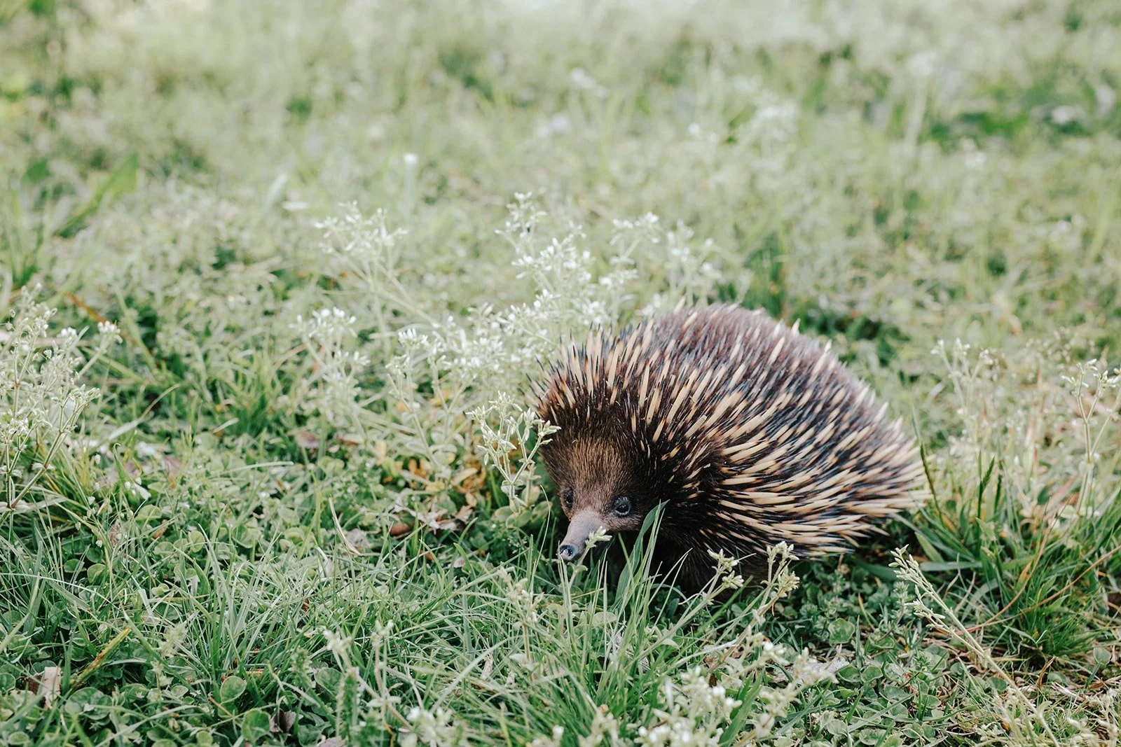Close-up of a hedgehog among garden of wildflowers at Rea Rea Lodge in Kangaroo Valley