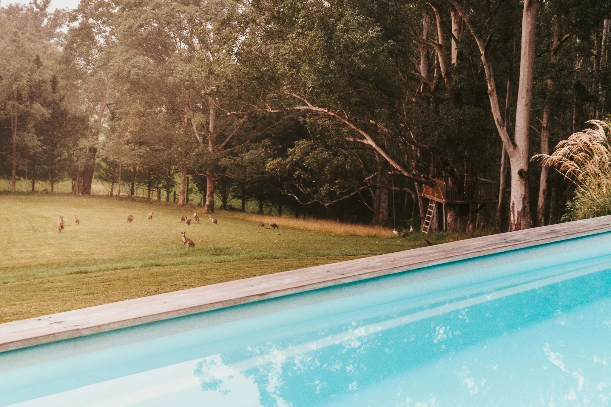 A backyard scene with a pool in the foreground, a grassy area with kangaroos, and a wooded area with trees, a treehouse, and a ladder in the background.