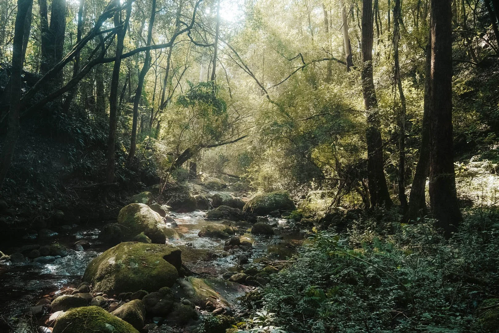 Into the Trees: The Power of Forest Bathing
