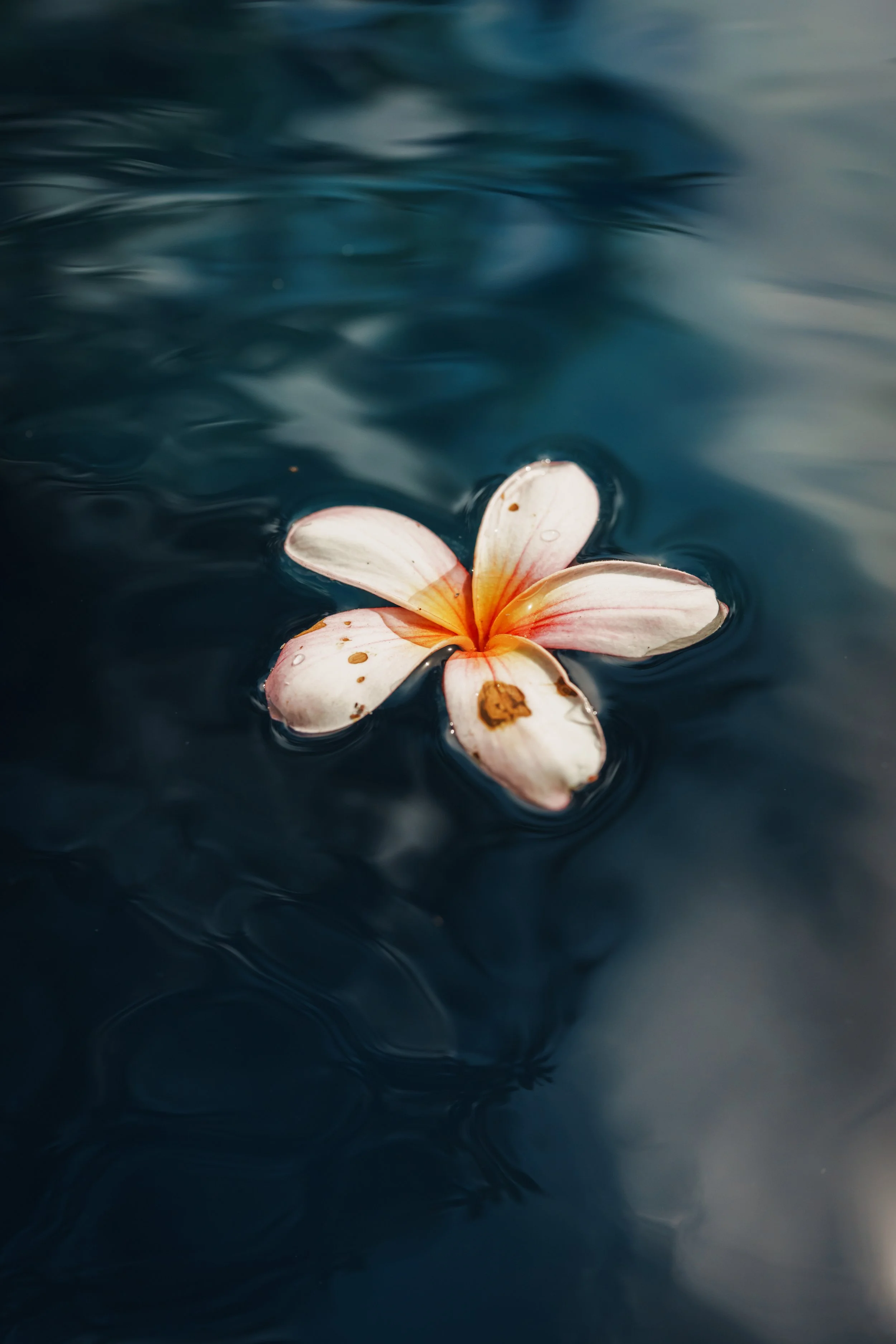 A fallen flower with white and pink petals floating on dark water.