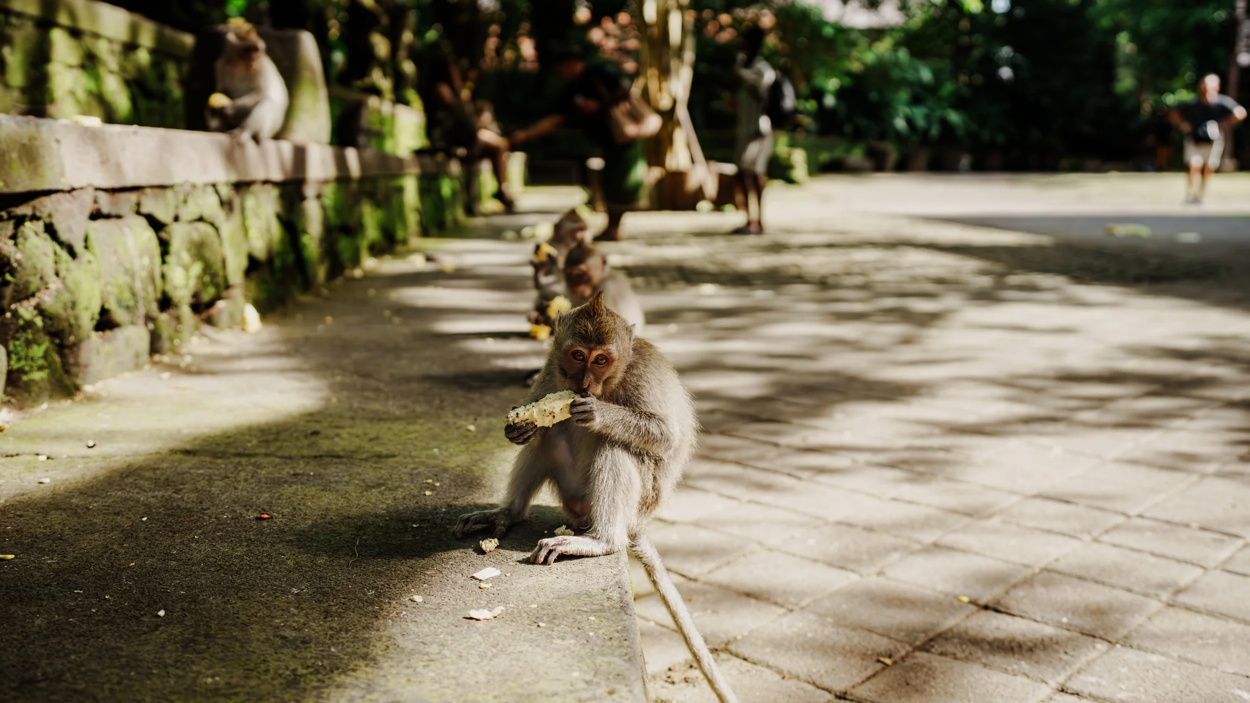 A group of monkeys sitting in a line along a moss-covered stone wall and on the paved ground, with one monkey eating a piece of bread, in a shaded outdoor area.