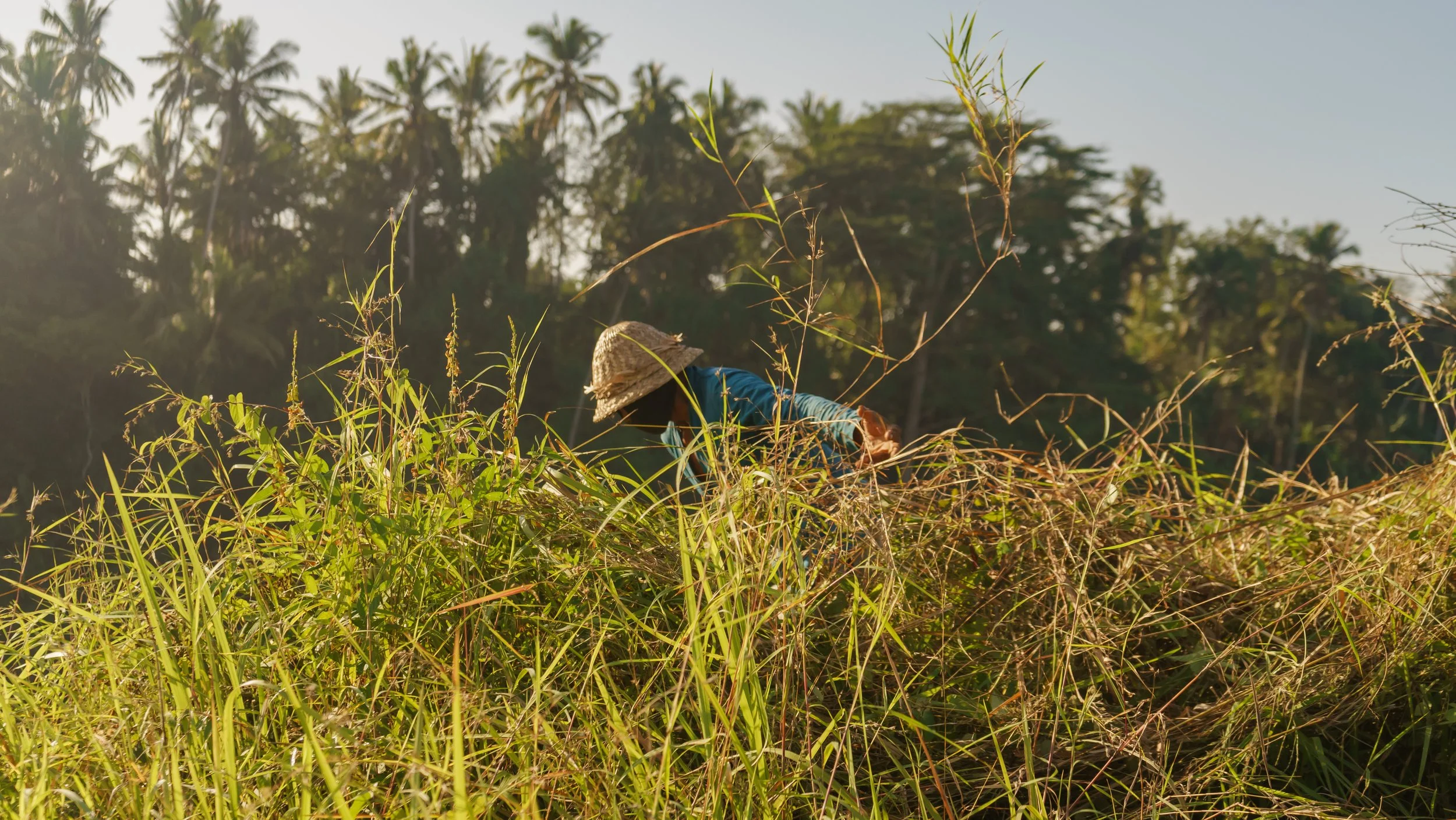 A person wearing a straw hat and blue shirt working in a tall grassy field with trees in the background during daylight hours.