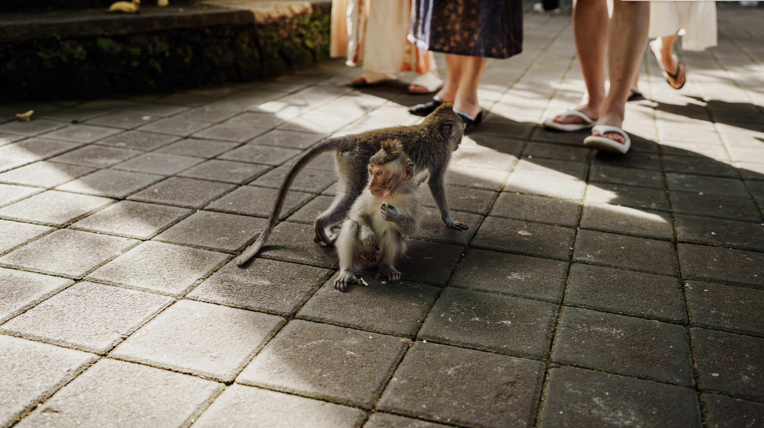 Two monkeys on a paved walkway with people's legs and feet in the background.