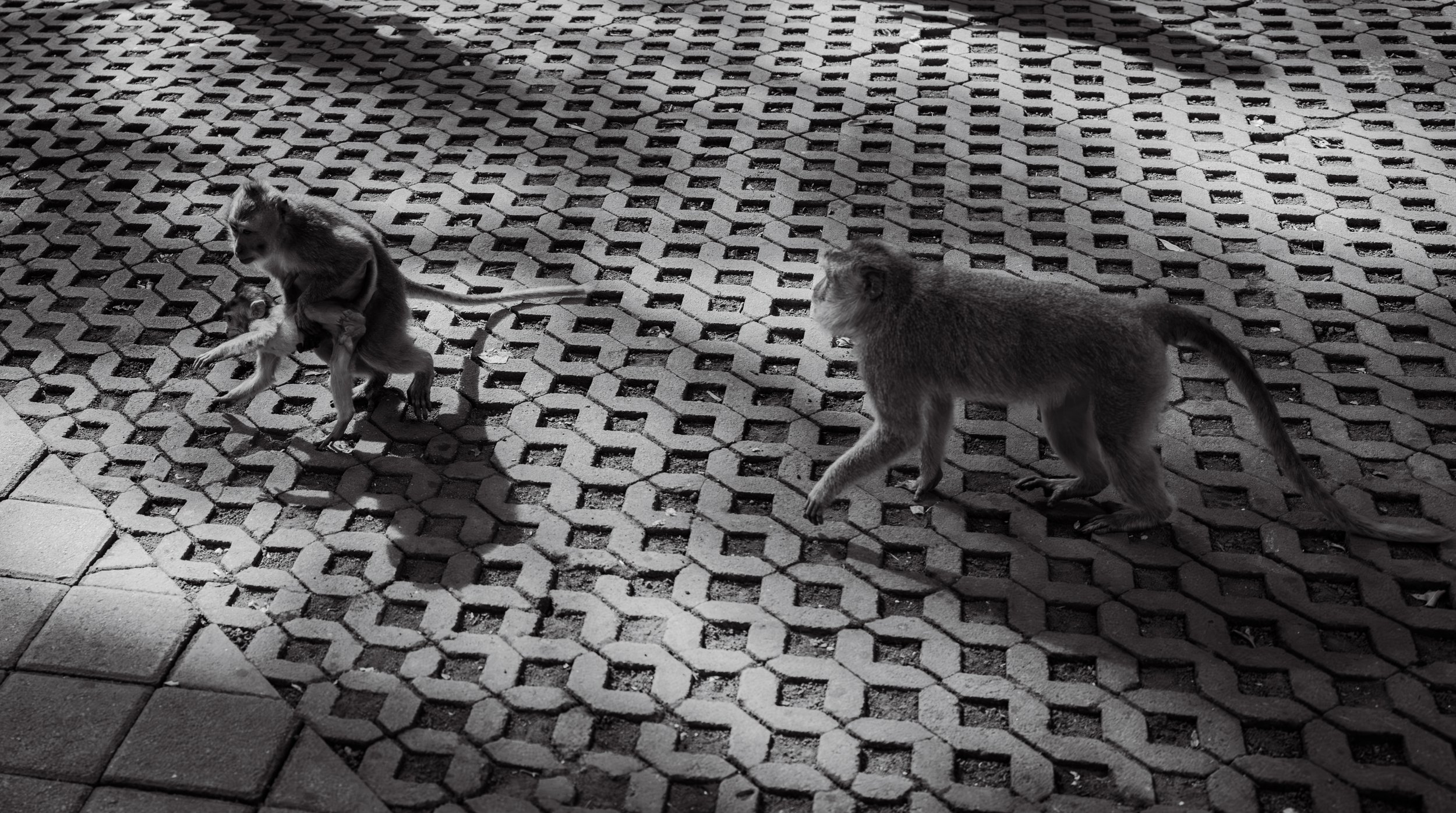 Two monkeys on a patterned paving stone surface, one holding a smaller monkey.