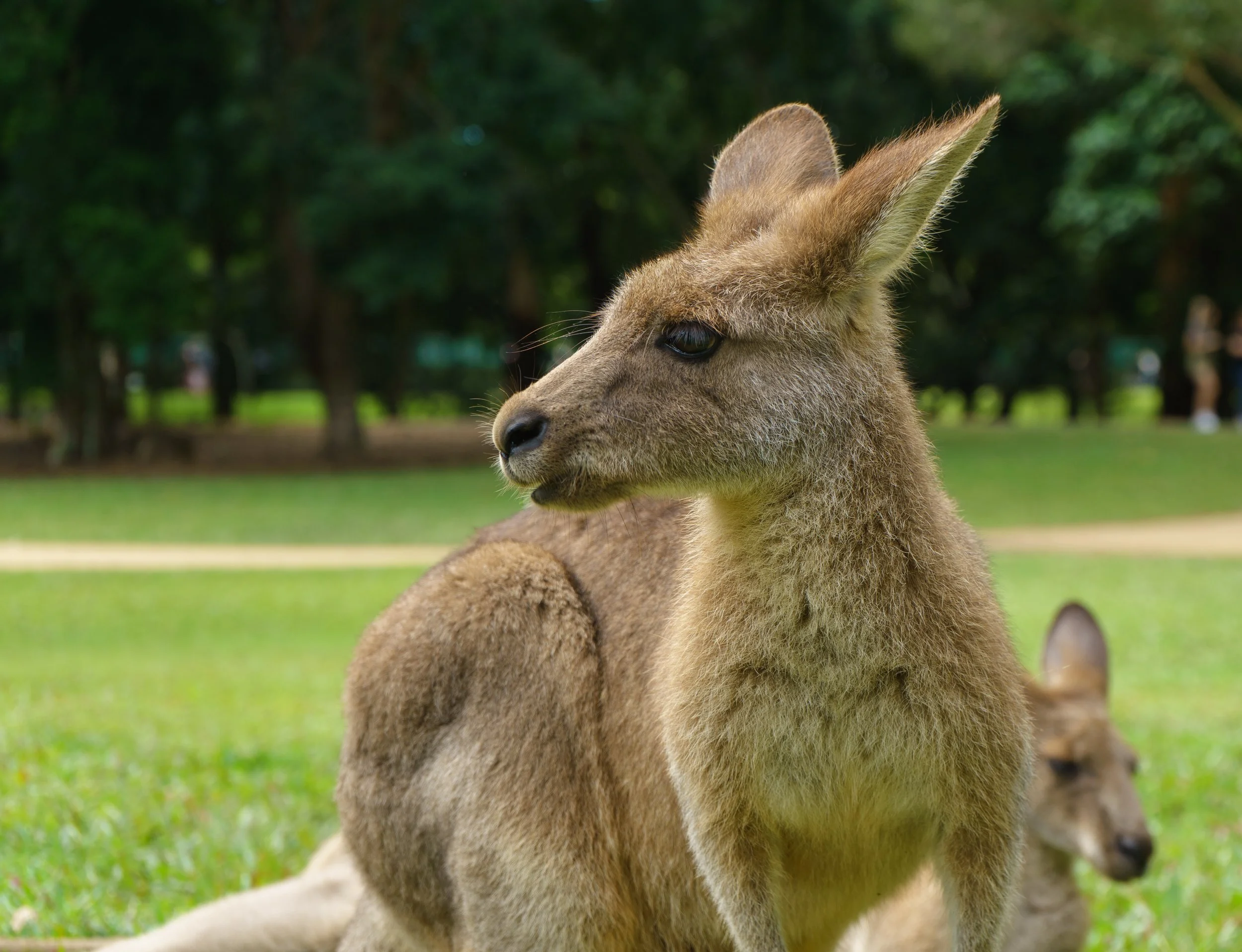 A peaceful kangaroo sitting on grass with another kangaroo lying in the background in a park.