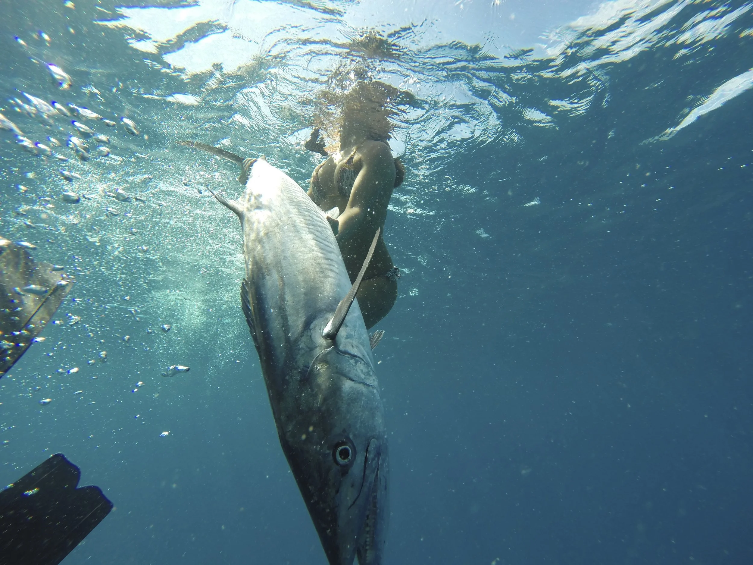 Australia - Haggerstone Island Resort