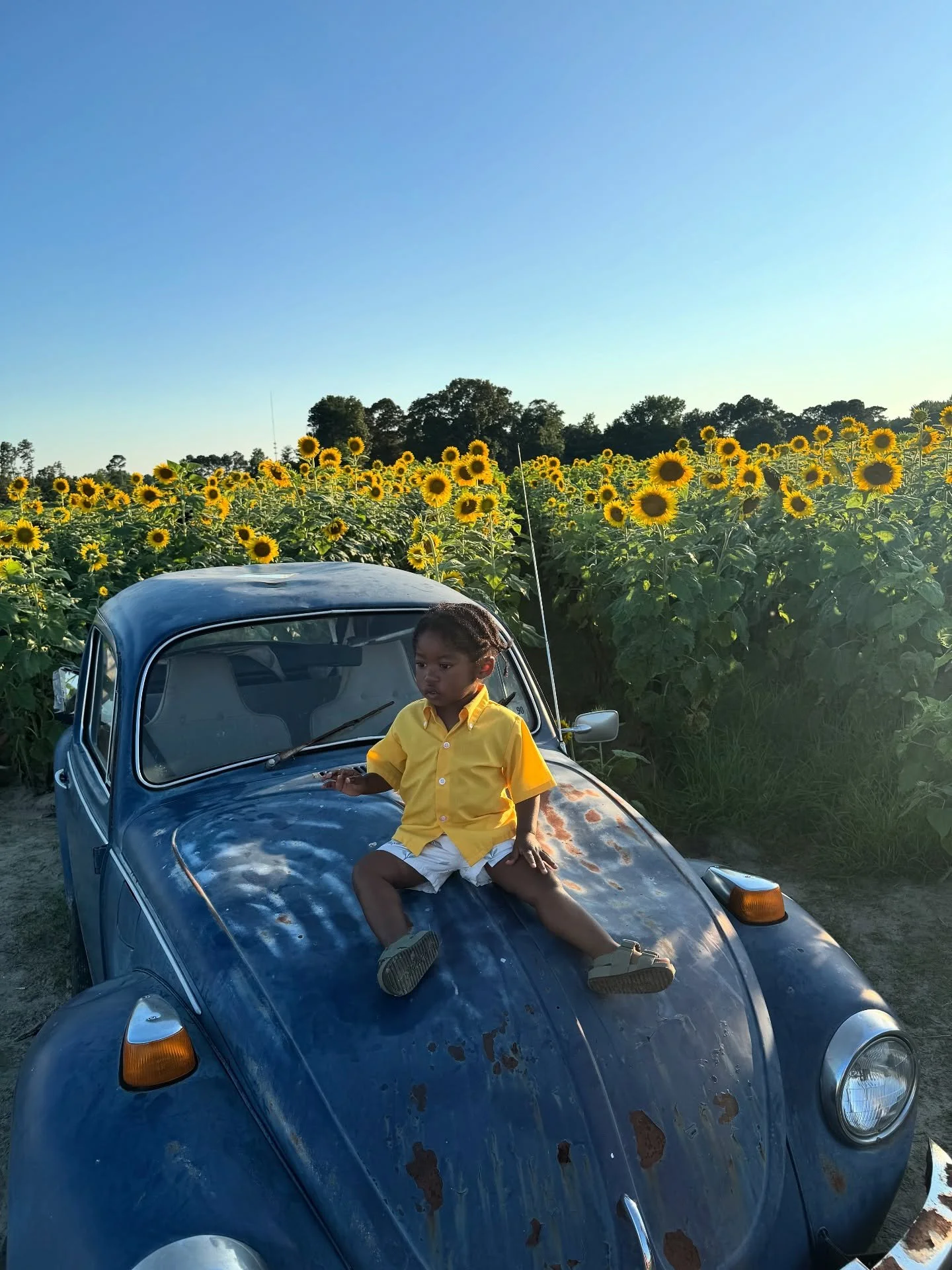 🚙🚙🚙🌻💙