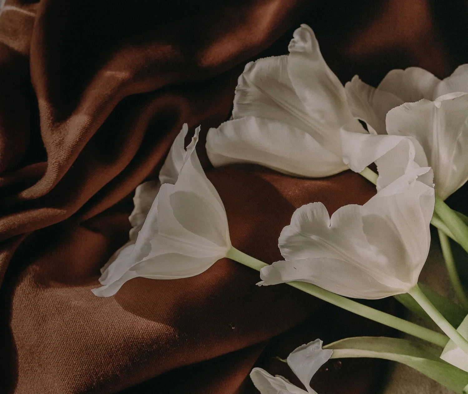 White tulips on brown satin fabric.