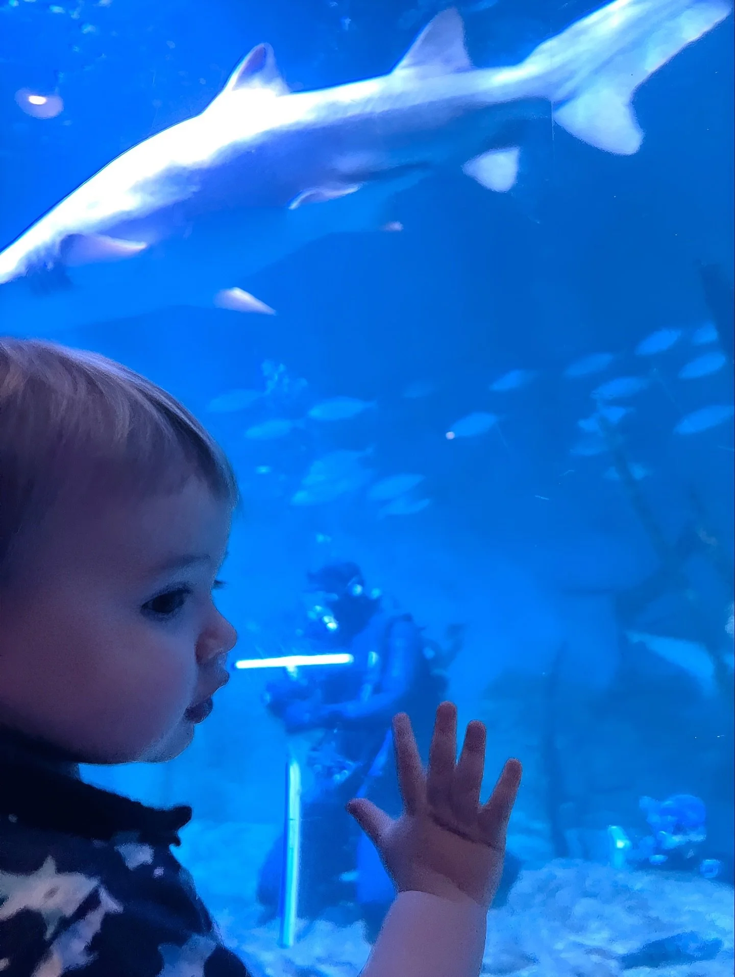 Finn had a front row seat to watch dad&rsquo;s shark dive presentation today! 🦈🤿🤙🏻

#sharks #scuba #diving