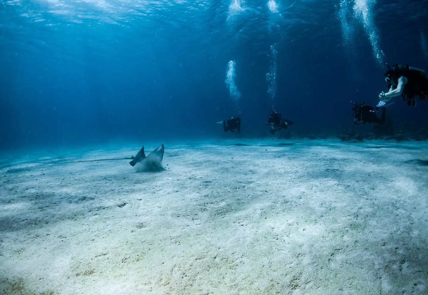 Front row seat to a beautiful eagle ray 🔱

📍 @roatandivers 
📸 @underwaterwithb